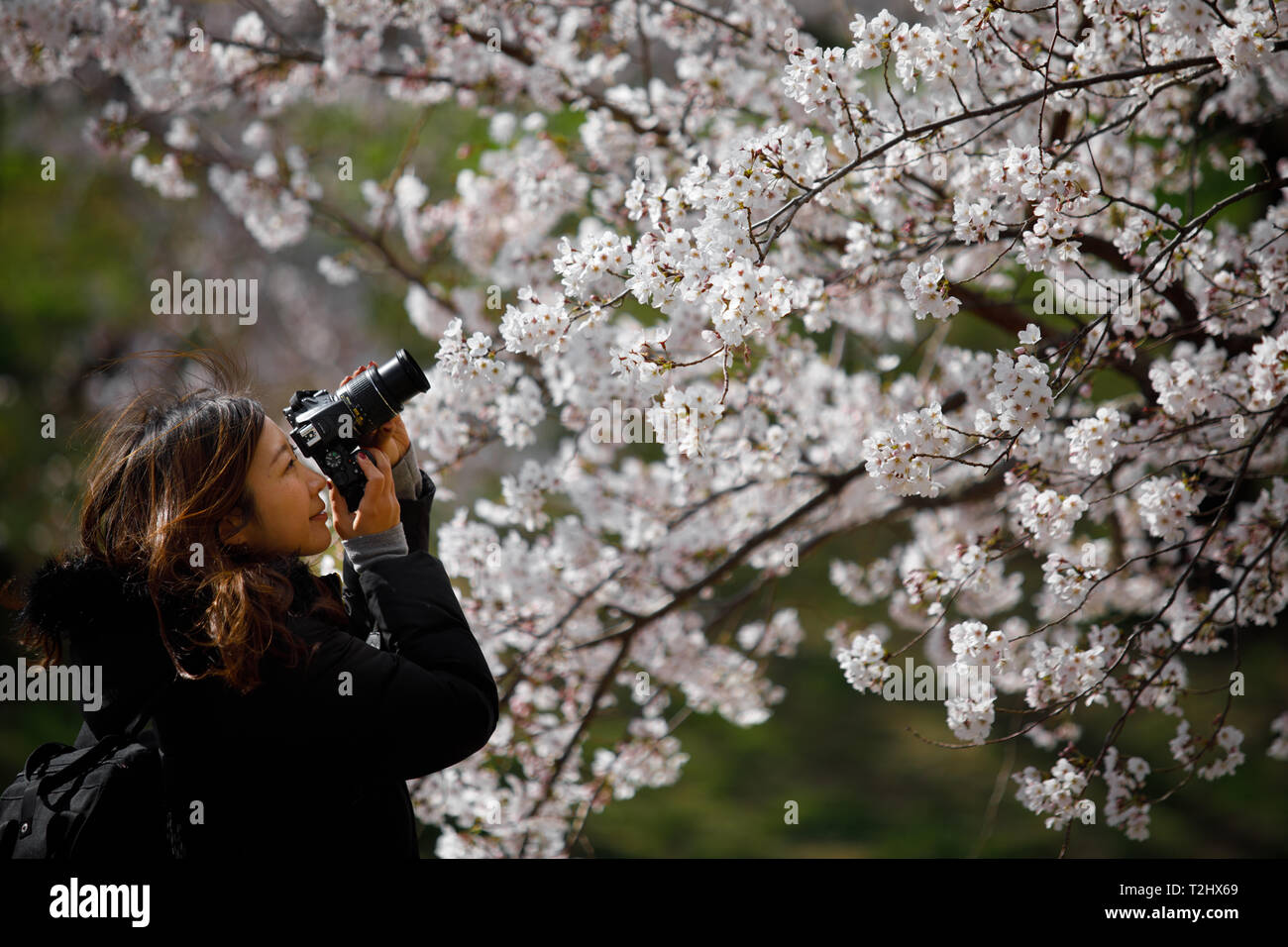 Une femme vu de prendre une photo de la cherry blossom tree pendant le festival. Le printemps arrive et 800 'Sakura' cerisiers se propager dans la zone autour de Château Okazaki montrant leurs couleurs avec fierté, ajoutant à l'air de fête de l'endroit, il y a aussi d'innombrables attractions et alimentaire cale, le traditionnel 'Yatai', alignant les berges de la rivière de l'OTO (Otogawa River). Banque D'Images
