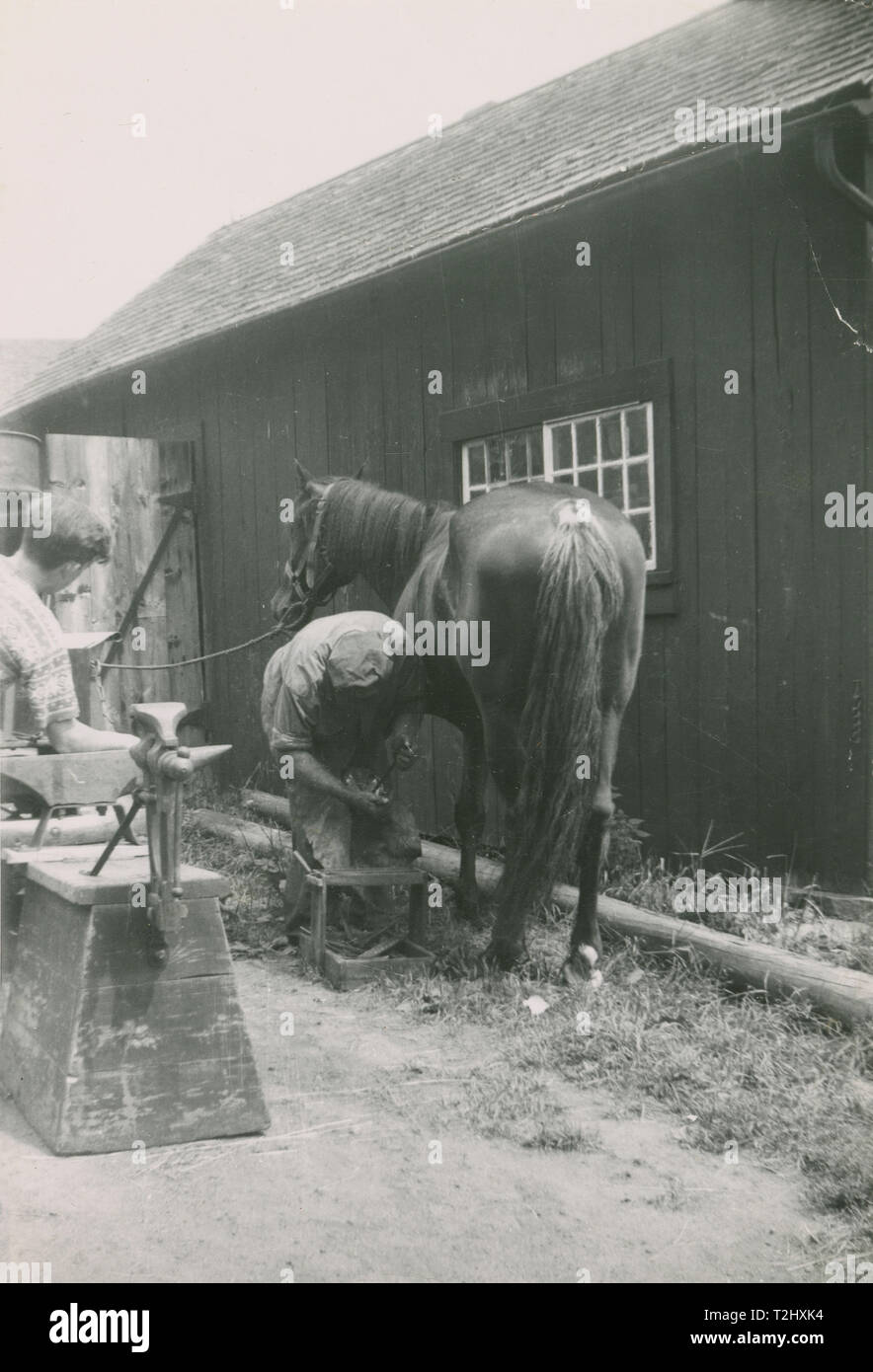 C Antique1950 photo, Afro-américain de ferrer cheval. Lieu inconnu, USA. SOURCE : tirage photographique original. Banque D'Images