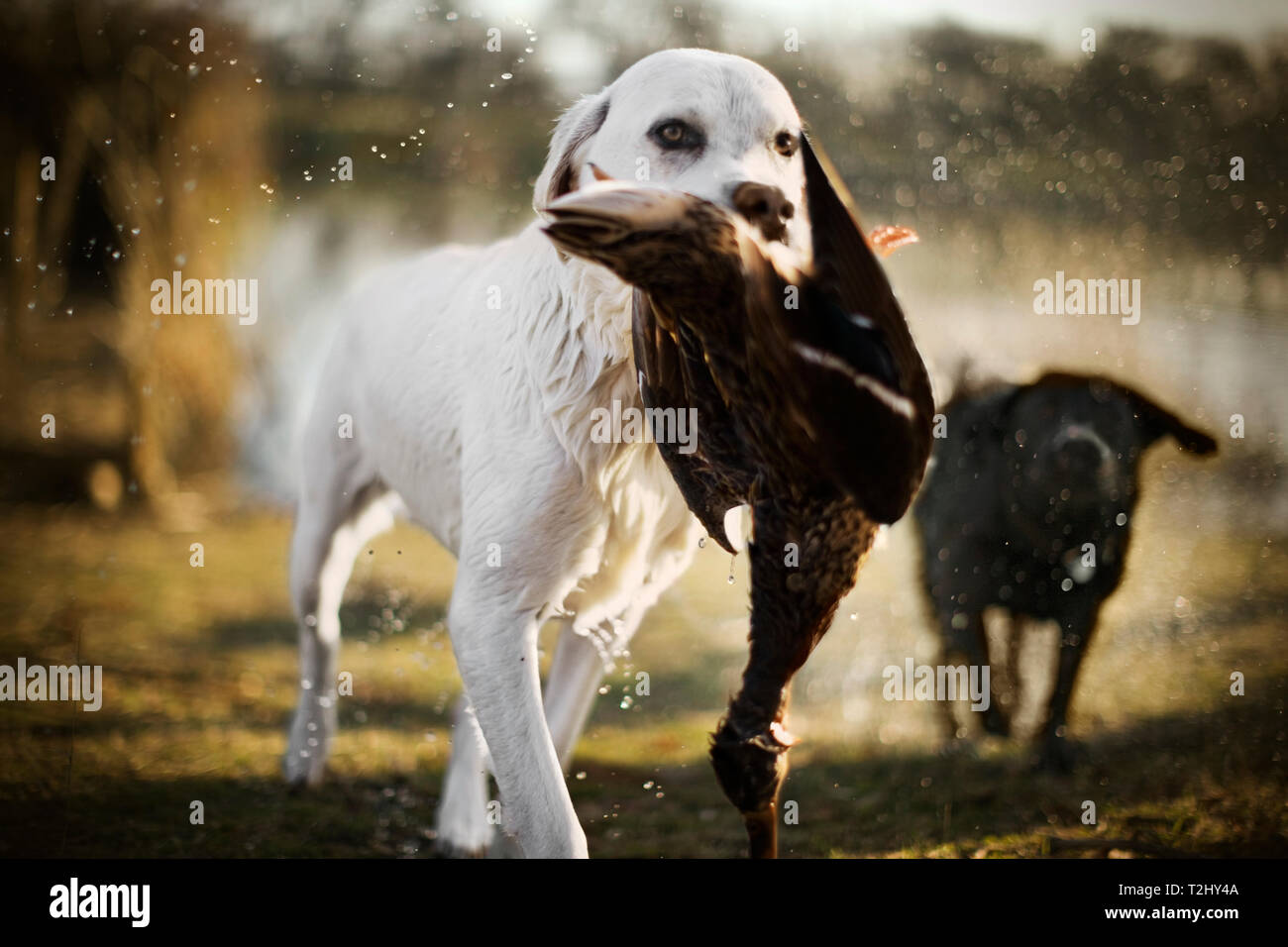 Chien portant un canard dans sa bouche par un lac. Banque D'Images