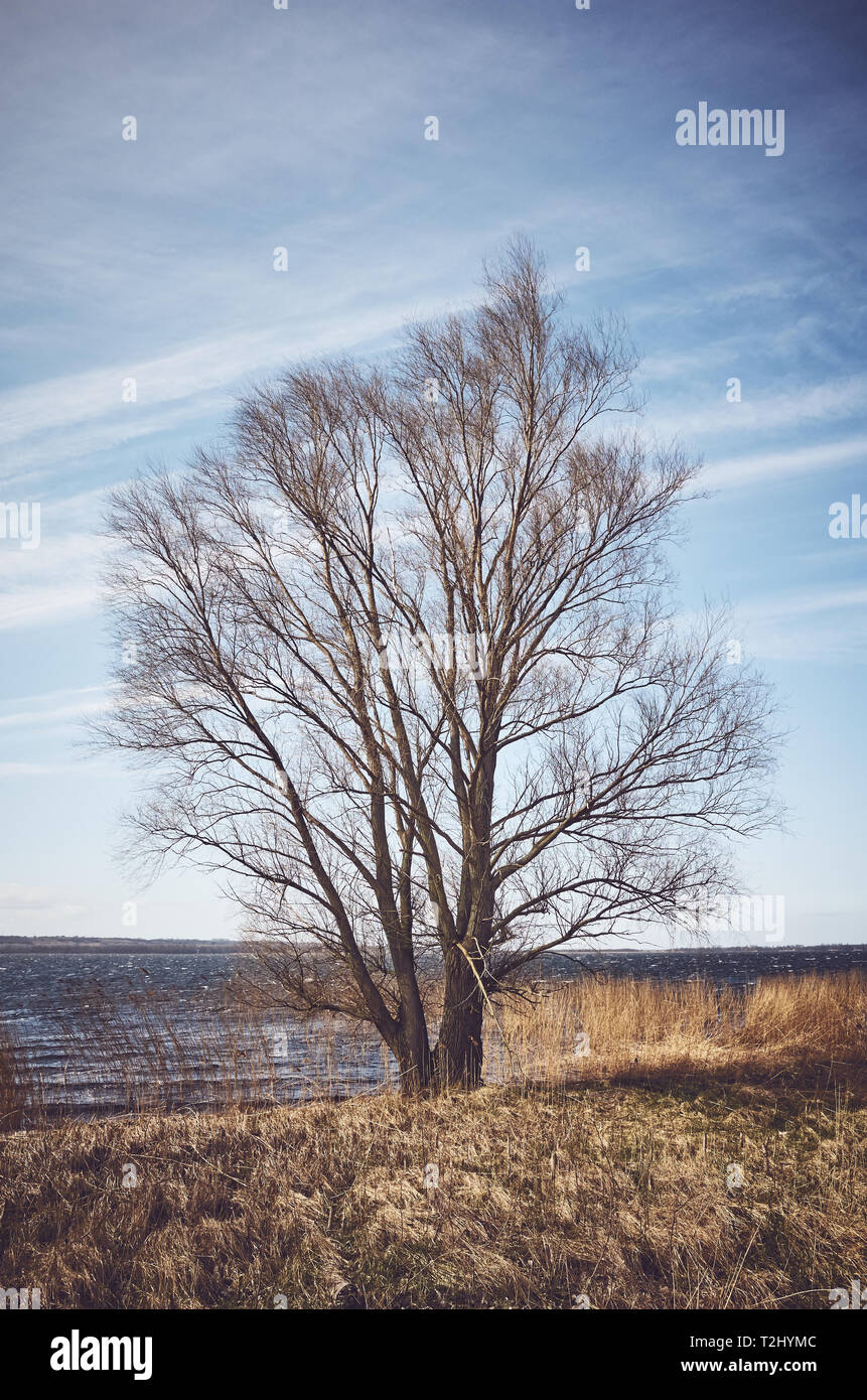 Lonely tree par the Lakeside, harmonisation des couleurs appliquées. Banque D'Images