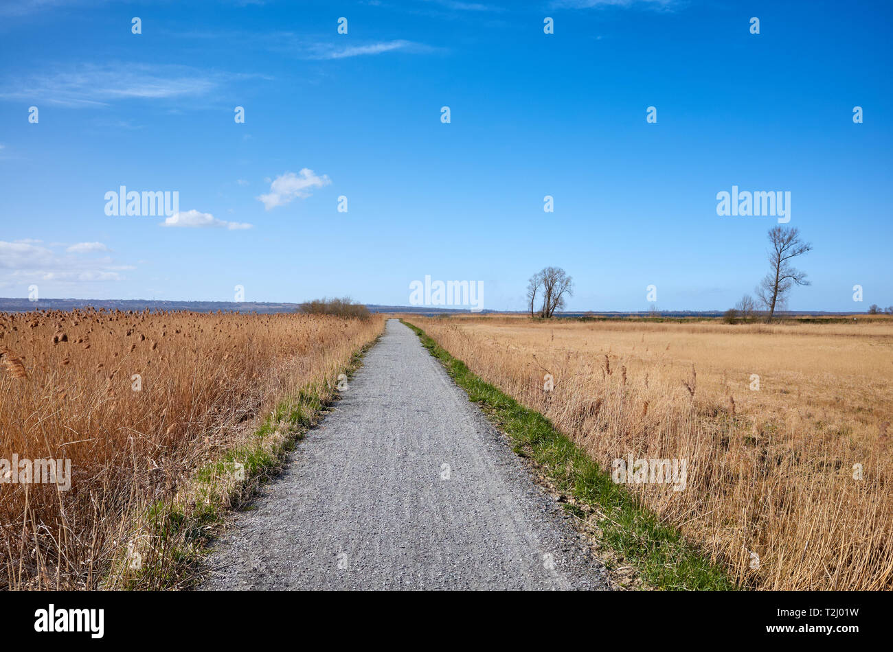 Paysage avec un chemin de campagne au printemps. Banque D'Images