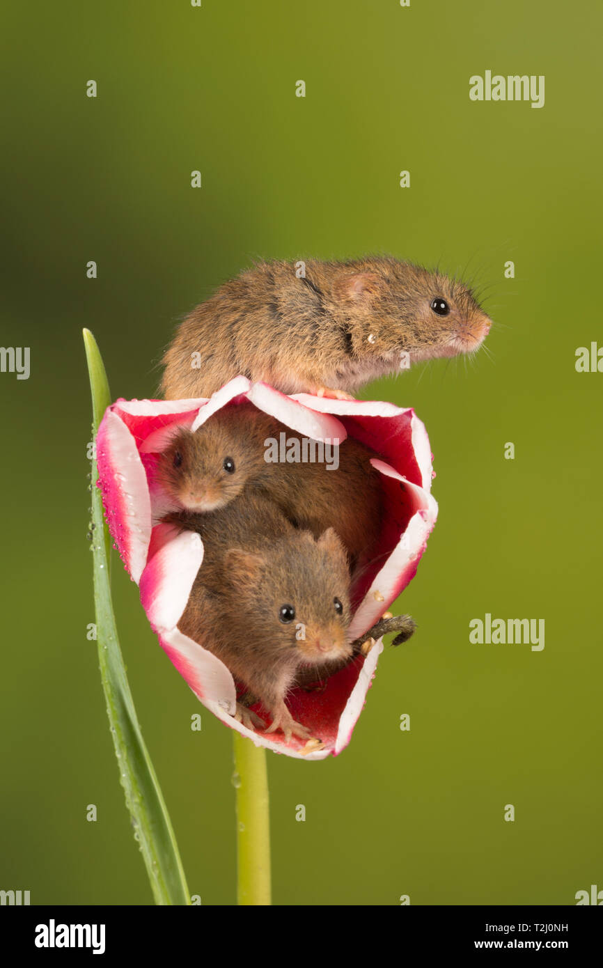 Trois souris Micromys minutus (récolte), un petit mammifère ou d'espèces de rongeurs. Des animaux sur une fleur de tulipe rose et blanc. Banque D'Images