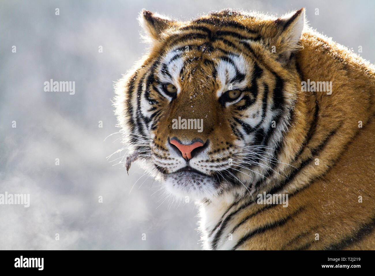 Tigre de Sibérie dans le parc de conservation du tigre dans la province de Heilongjiang, Hailin, nord-est de la Chine Banque D'Images