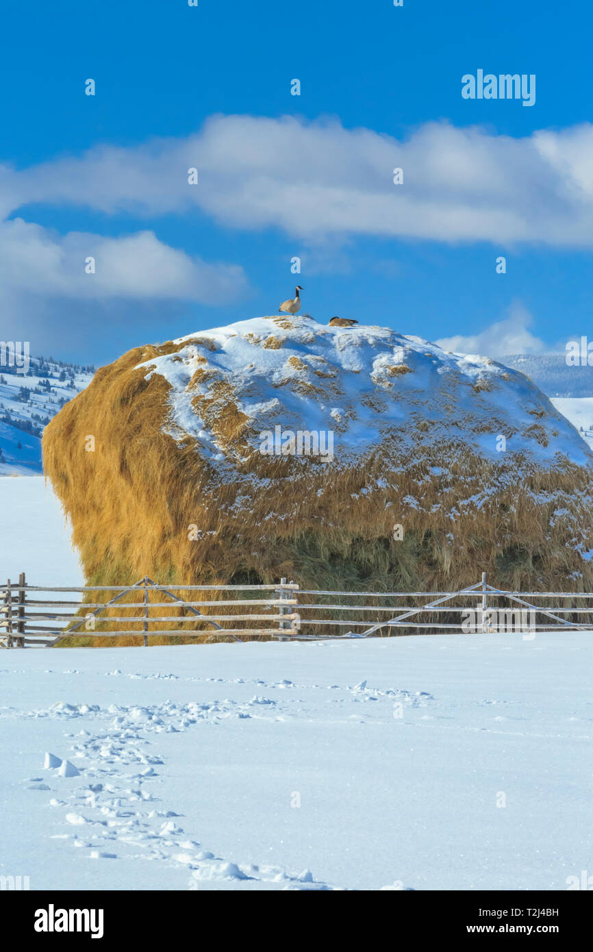 Les bernaches du Canada au sommet d'une meule dans la haute vallée du grand trou en hiver près de Jackson, au Montana Banque D'Images