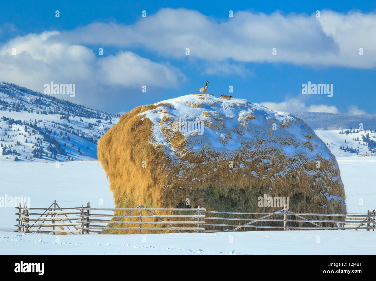 Les bernaches du Canada au sommet d'une meule dans la haute vallée du grand trou en hiver près de Jackson, au Montana Banque D'Images