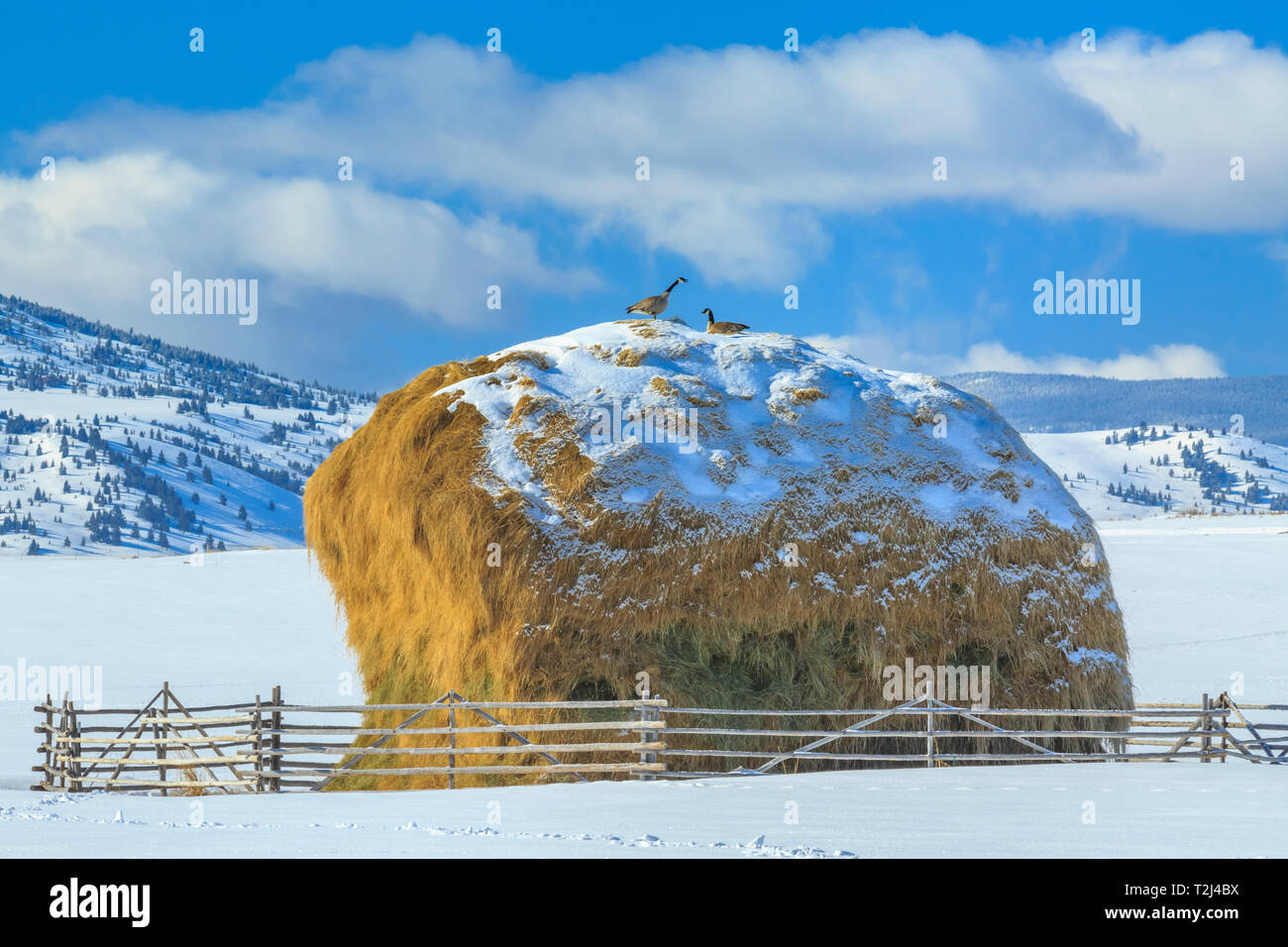 Les bernaches du Canada au sommet d'une meule dans la haute vallée du grand trou en hiver près de Jackson, au Montana Banque D'Images