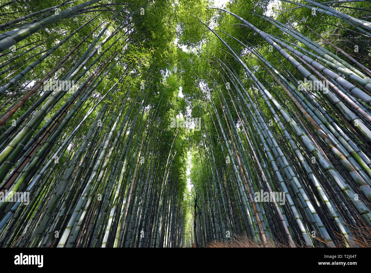 Tall tiges du bambou dans le bosquet du bambou Arashiyama, Kyoto, Japon Banque D'Images