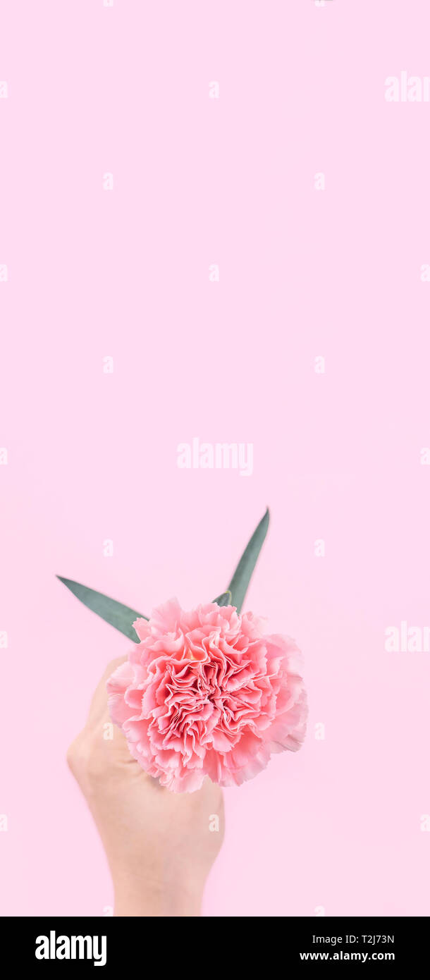 Femme Donnant Une Elegance Unique Couleur Rose Bebe Fleur Oeillet Offres Isole Sur Fond Rose Vif De L Accueil Et La Decoration Design Concept Top Vi Photo Stock Alamy