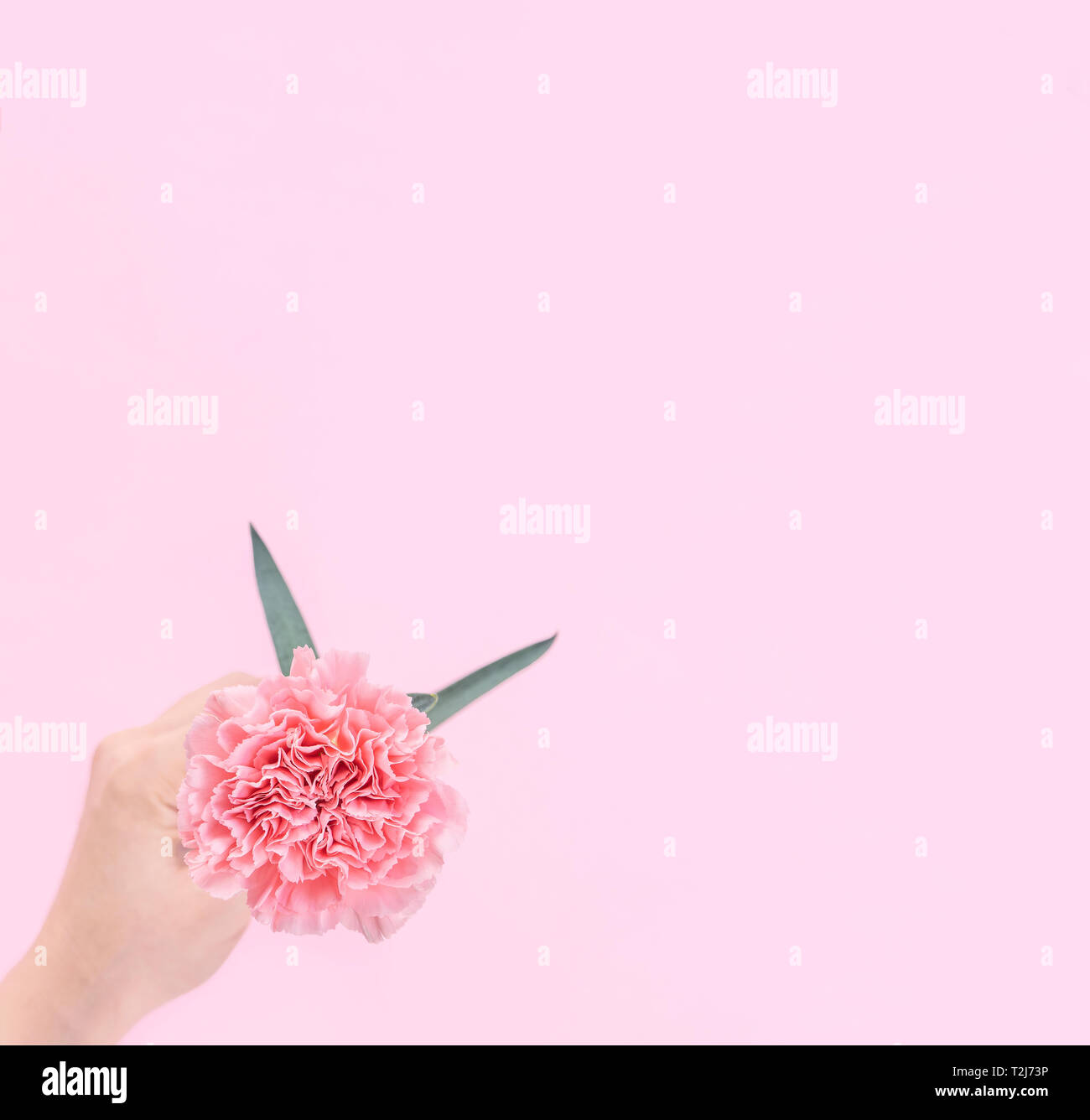 Femme donnant une élégance unique couleur rose bébé fleur oeillet offres  isolé sur fond rose vif, de l'accueil et la décoration design concept, top  vi Photo Stock - Alamy