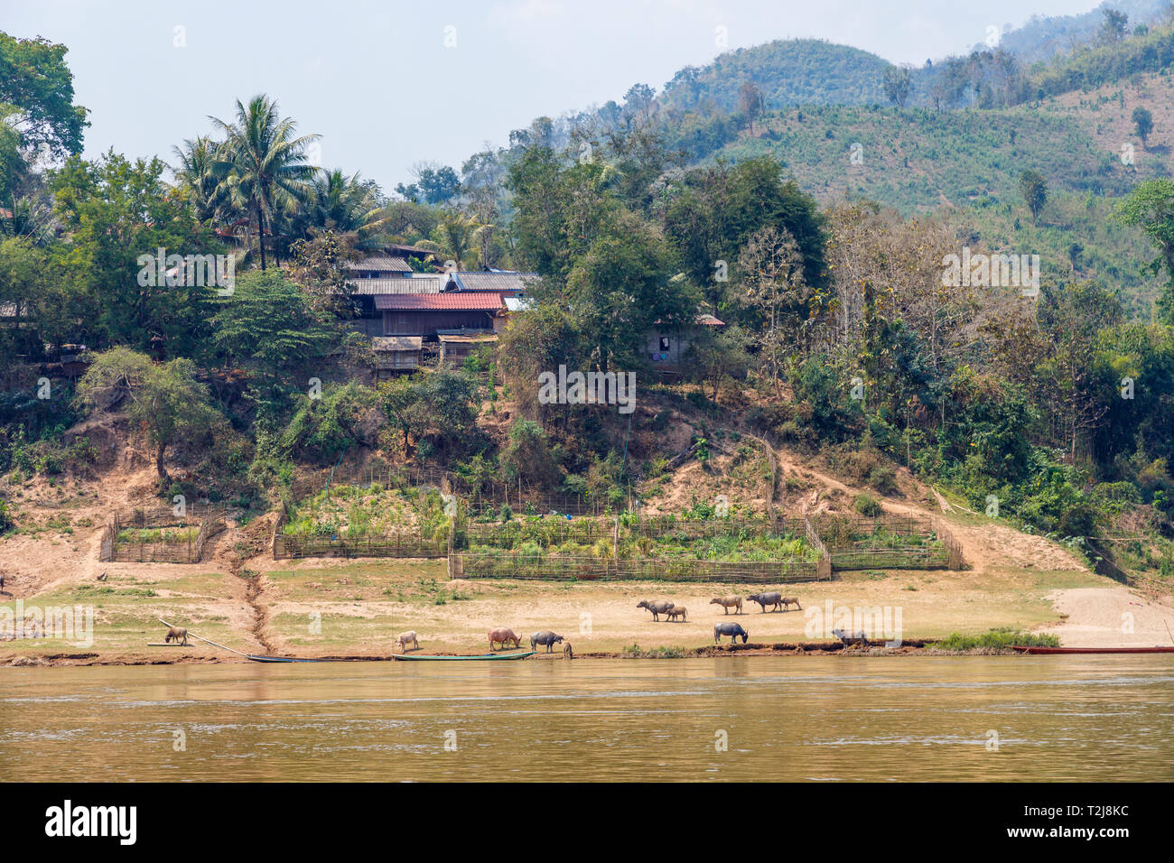 Petit village local avec le pâturage du bétail sur les rives du Mékong, le nord du Laos, Asie du sud-est Banque D'Images