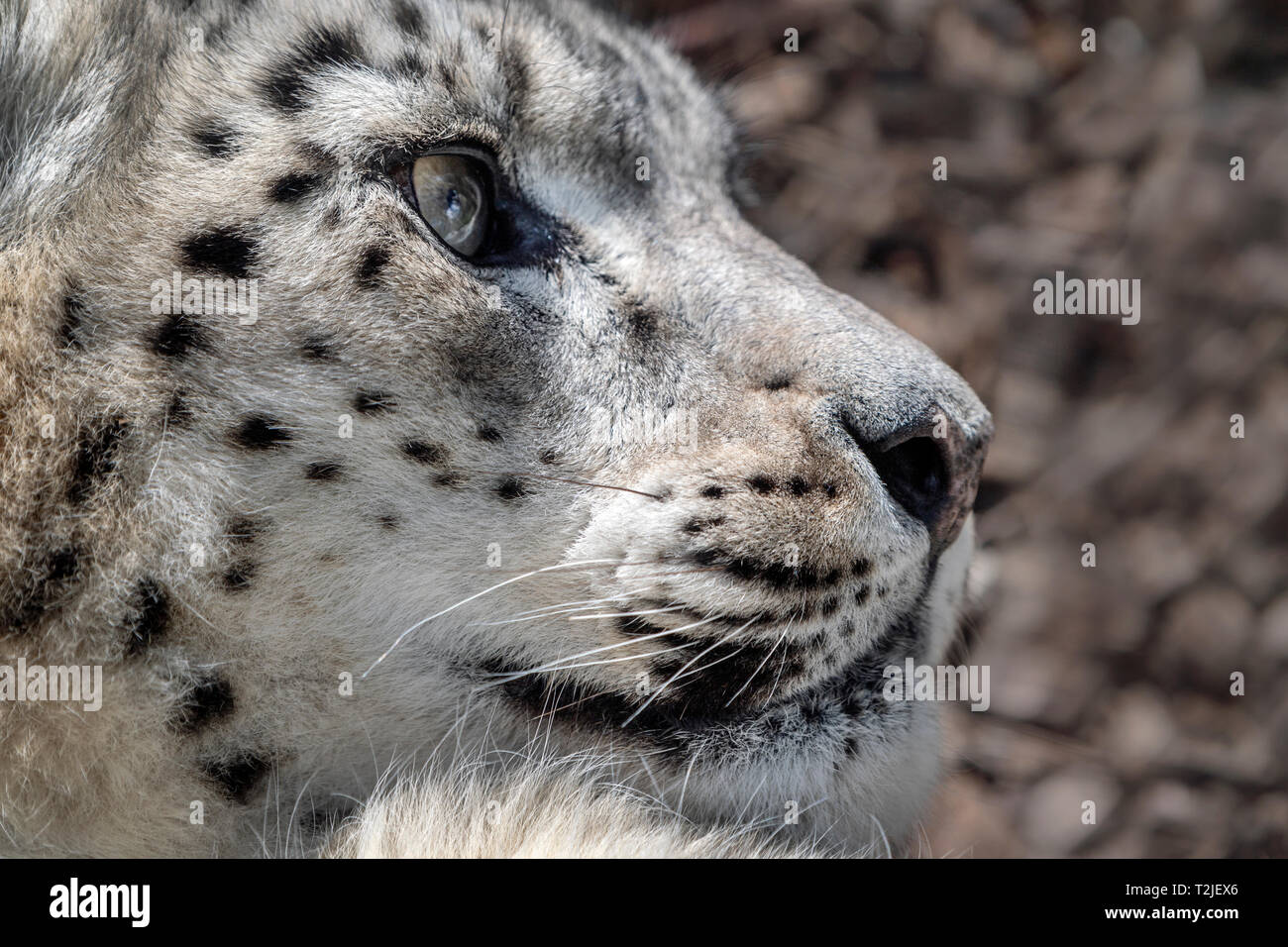 Femme snow leopard (profil) Banque D'Images
