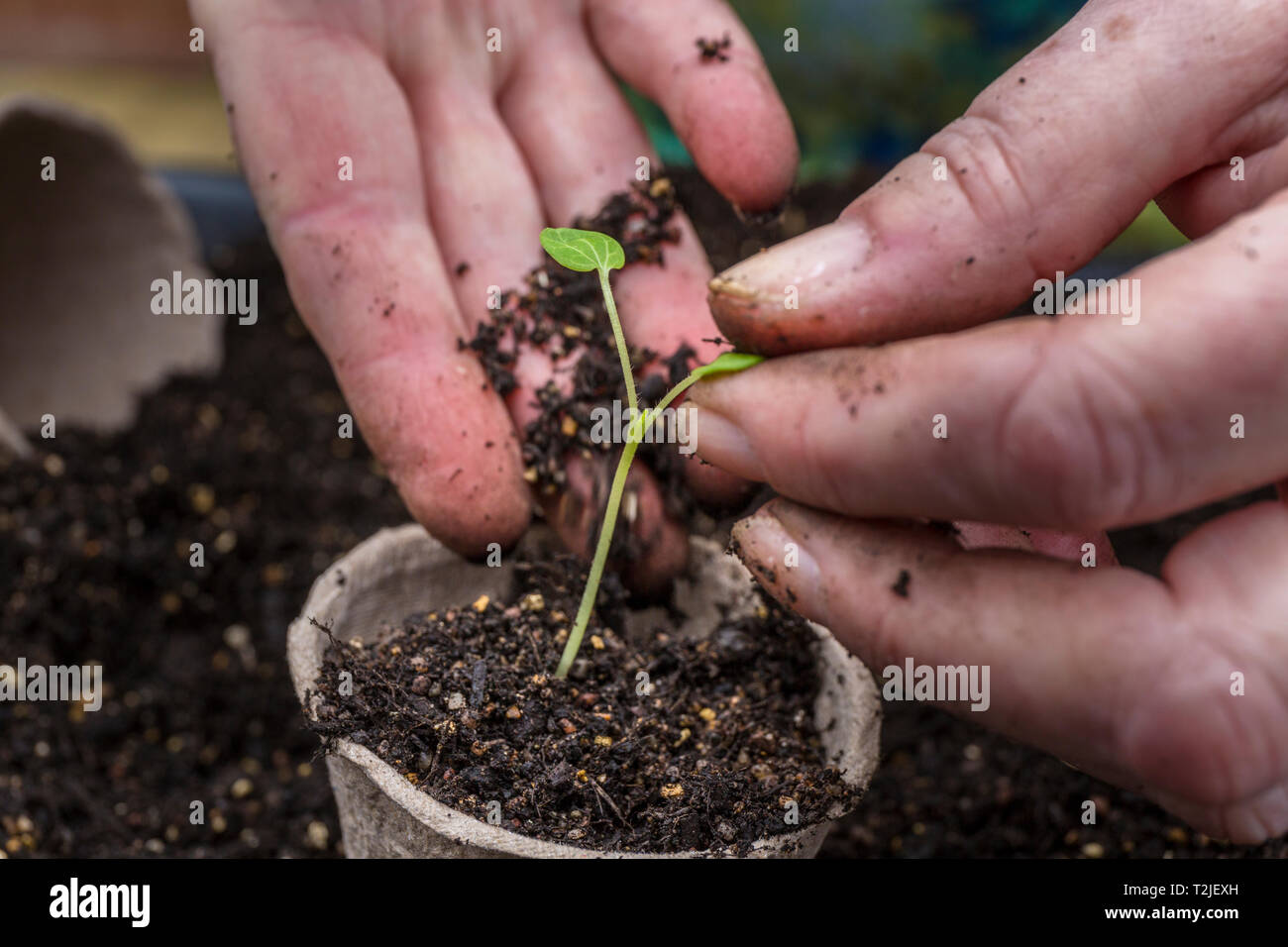 Les piquant. L'empotage ou rempotage sur un semis de fleurs dans un pot en fibre biodégradable. Le semis est correctement tenu par une feuille, pas la tige. Banque D'Images
