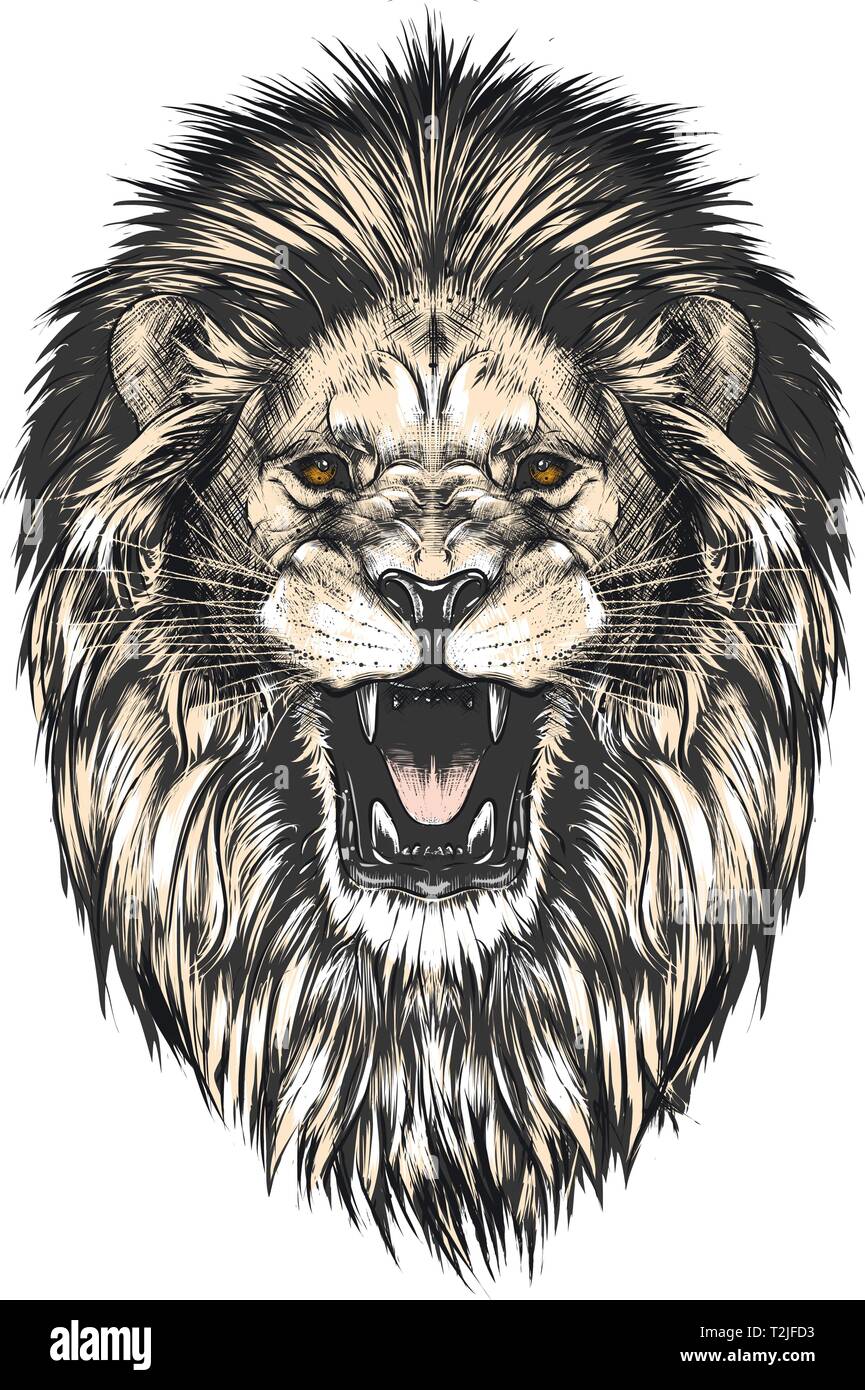 Croquis dessinés à la main, de tête de lion en couleur isolé sur fond gris. Dessin de style vintage détaillées. Vector illustration d'affiches et d'impression. Illustration de Vecteur