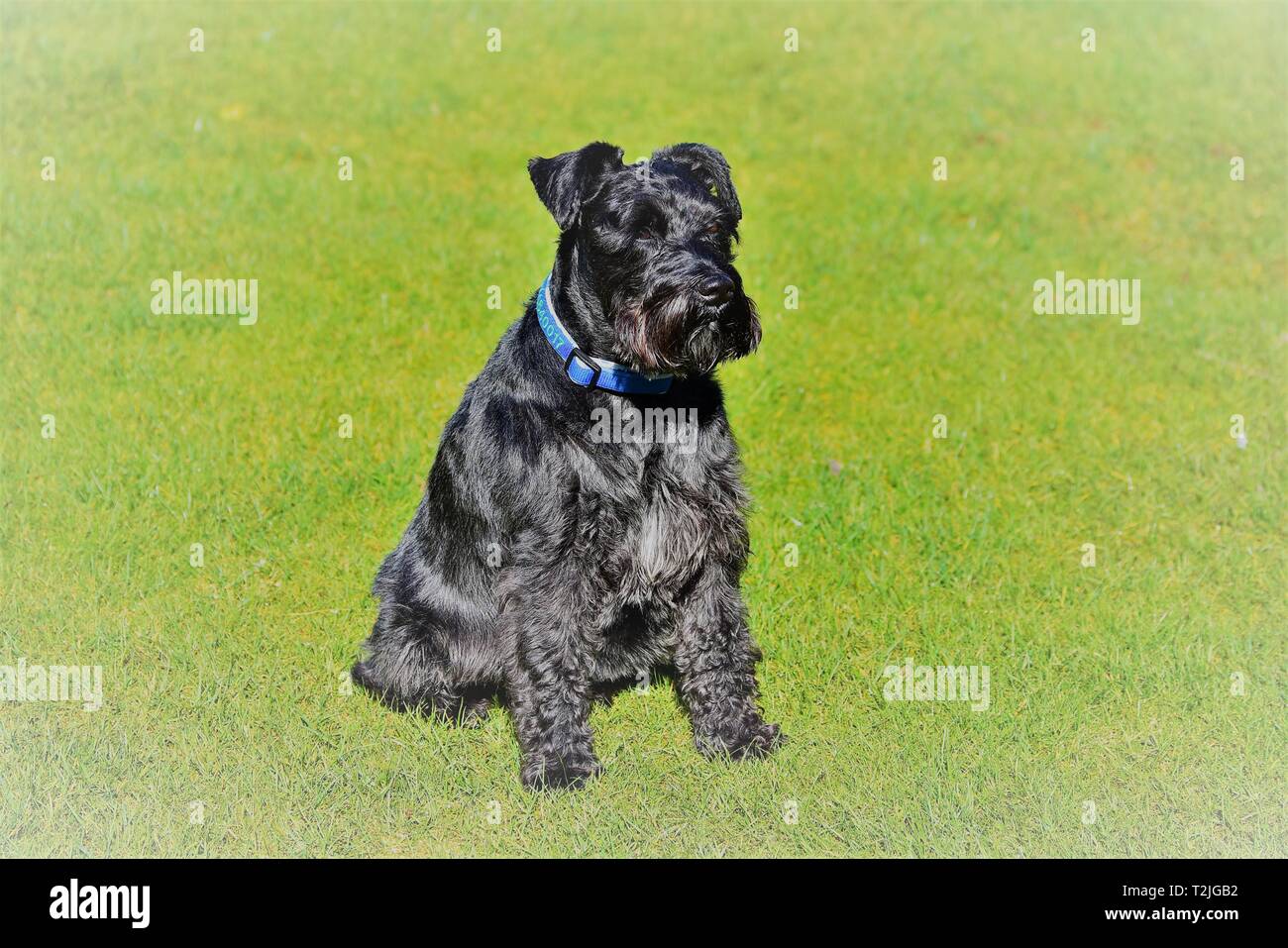 Belle Schnauzer nain noir assis dans le soleil. Image filtrée, l'atmosphère Banque D'Images