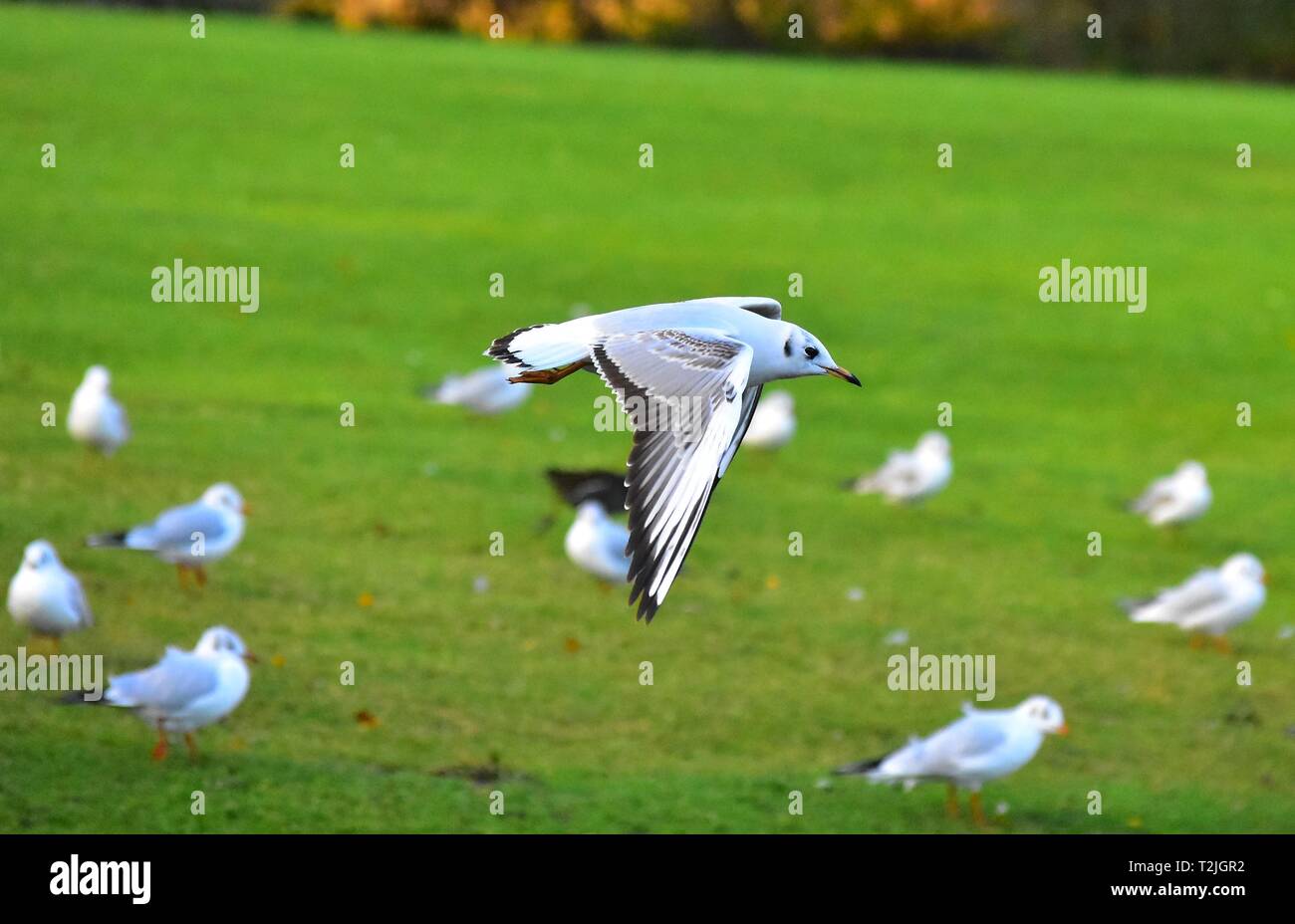 Mouette en vol noir. Détails sur les ailes. Goélands en arrière-plan. Prises au Nord Est de l'Angleterre Banque D'Images