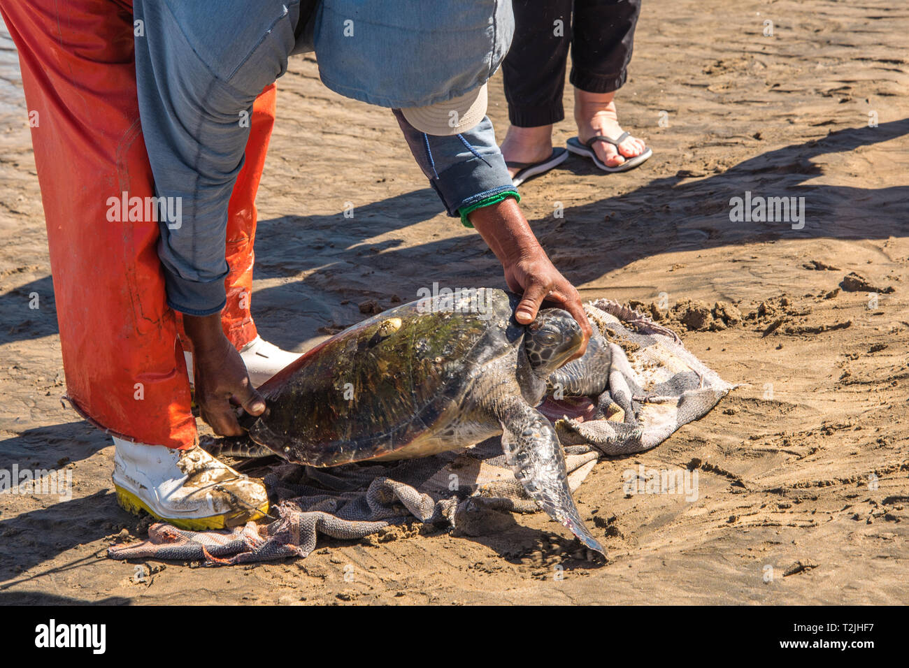 Les tortues de mer sont capturés puis marquées sur la plage dans la baie de Magdalena. Les pêcheurs locaux ne le capturer dans des filets spéciaux pour protéger les tortues. Banque D'Images