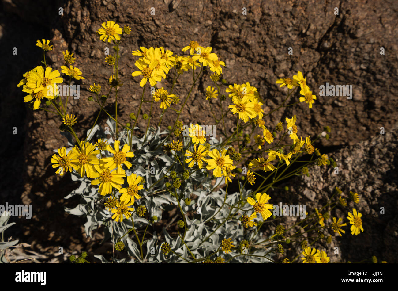 Brittlebush Avec Marguerite Jaune Comme Des Fleurs à Létat