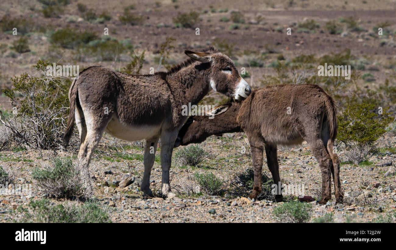 Gooming ânes dans le désert de Mojave, tendent à l'autre. Banque D'Images