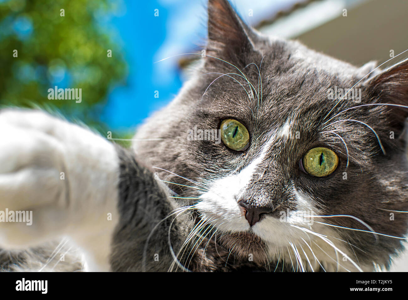 Vue Rapprochee De L œil De Chat Vert Magnifique Chat Gris Et Blanc A L Exterieur Belle Fourrure Texturee Animaux Domestiques Concept Photo Stock Alamy