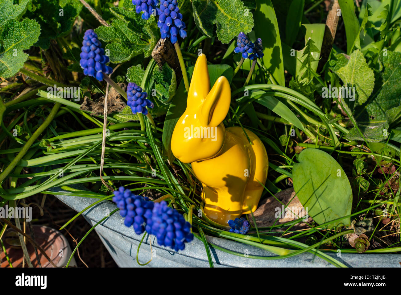 Lapin de Pâques en céramique jaune avec les muscaris (Muscari) autour de lui dans un vieux plateau métallique. Banque D'Images