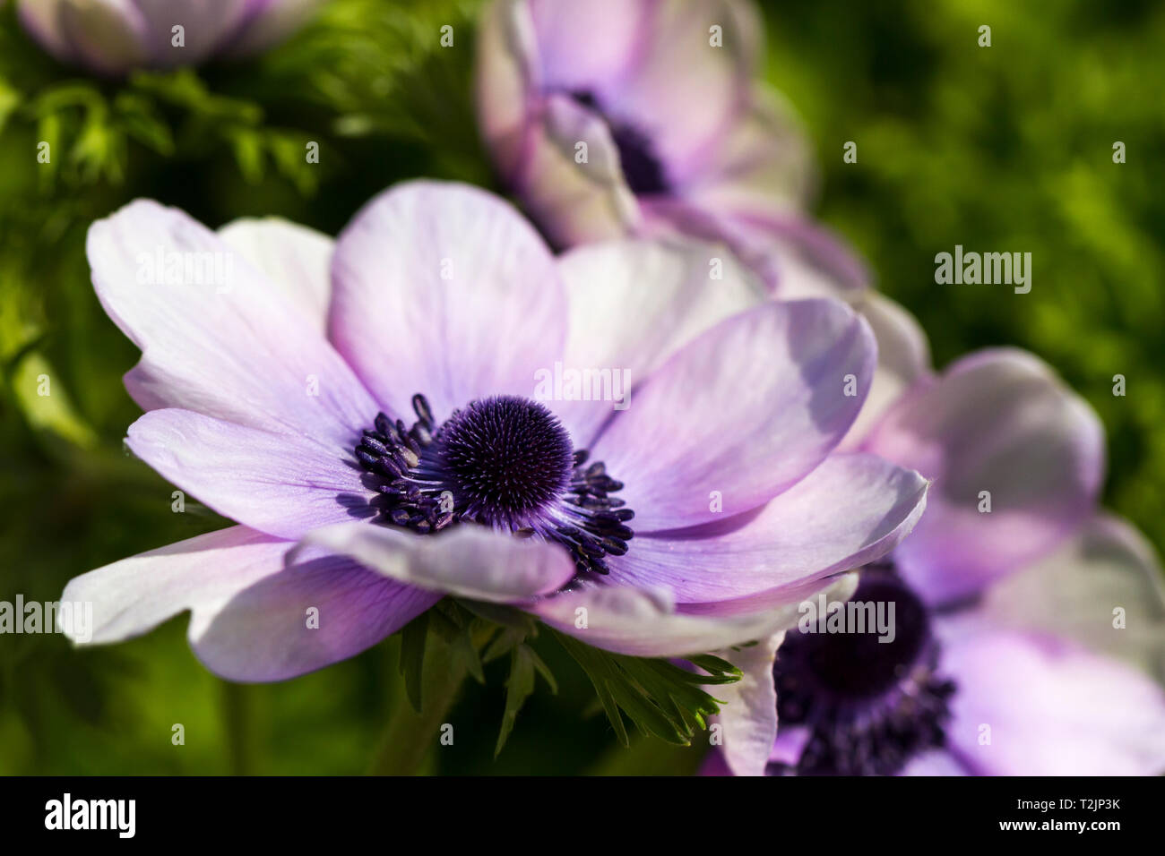 Anemone coronaria De Caen Groupe 'Mr Fokker', violet fleurs anémone coquelicot, libre. United Kingdom Banque D'Images