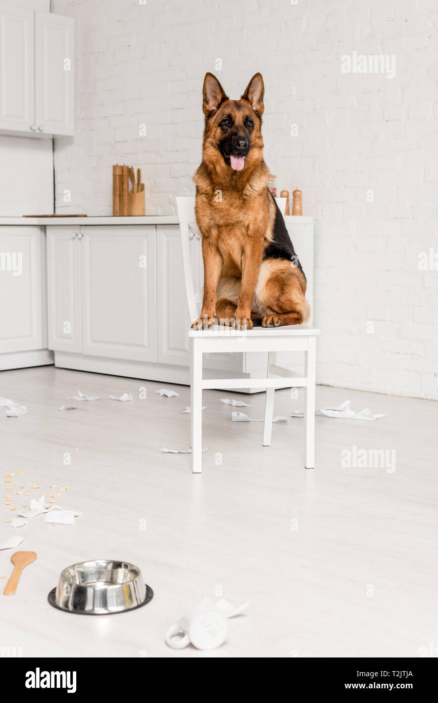 Berger Allemand mignon assis sur chaise blanche en cuisine sale Photo Stock  - Alamy