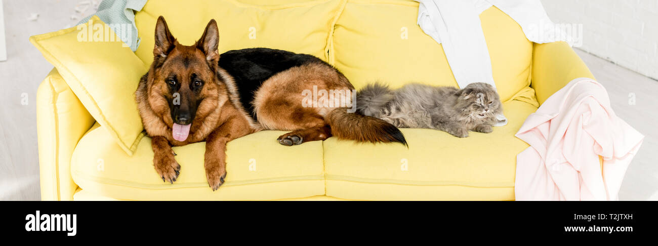 Vue Panoramique De La Grenaille Et Mignon Chien Et Chat Gris