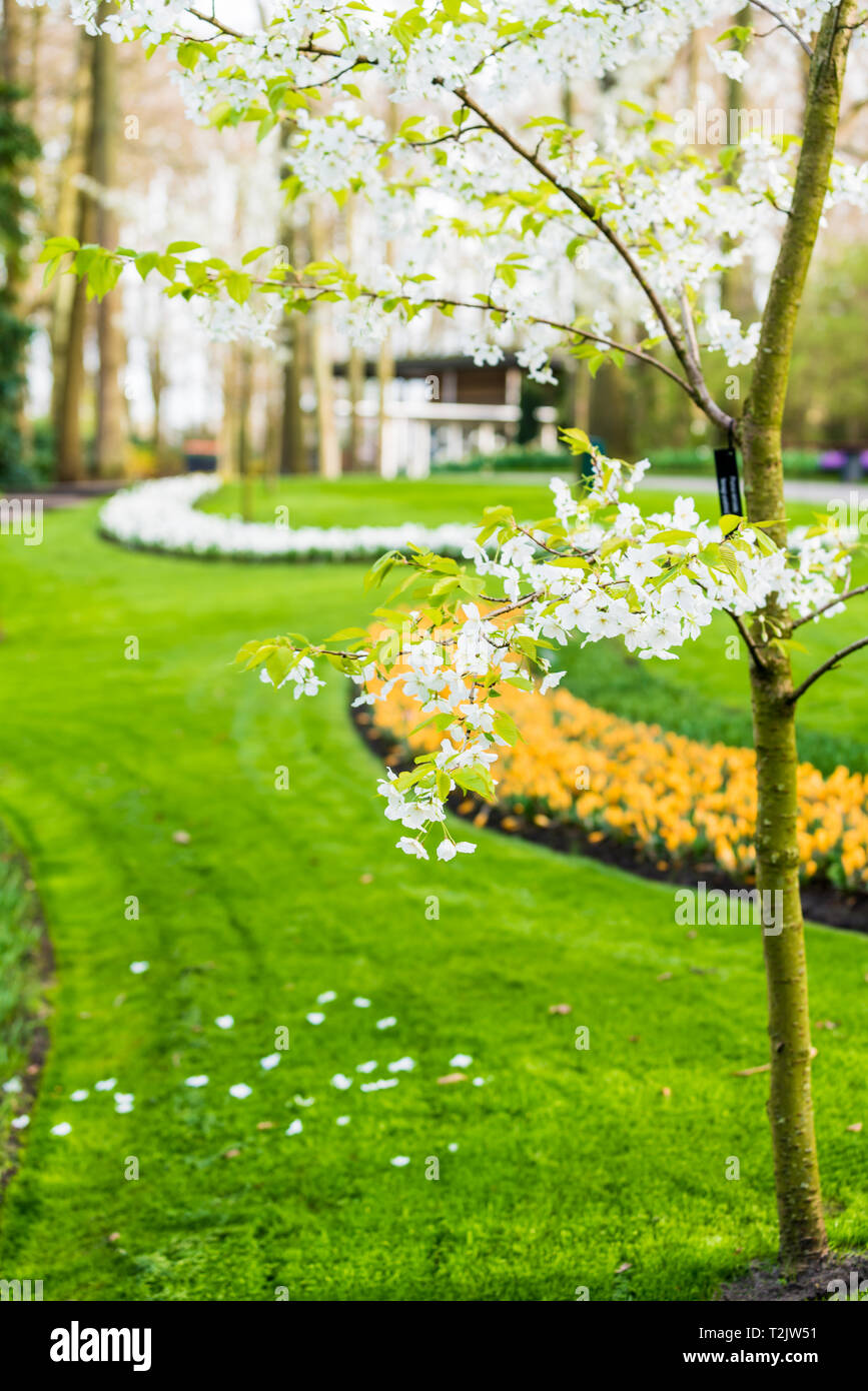 Jardin fleuri de fleurs Banque D'Images