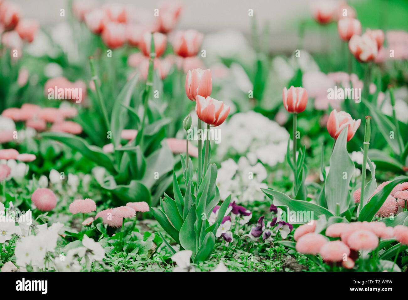 Tulipes colorées dans le jardin de fleurs Banque D'Images