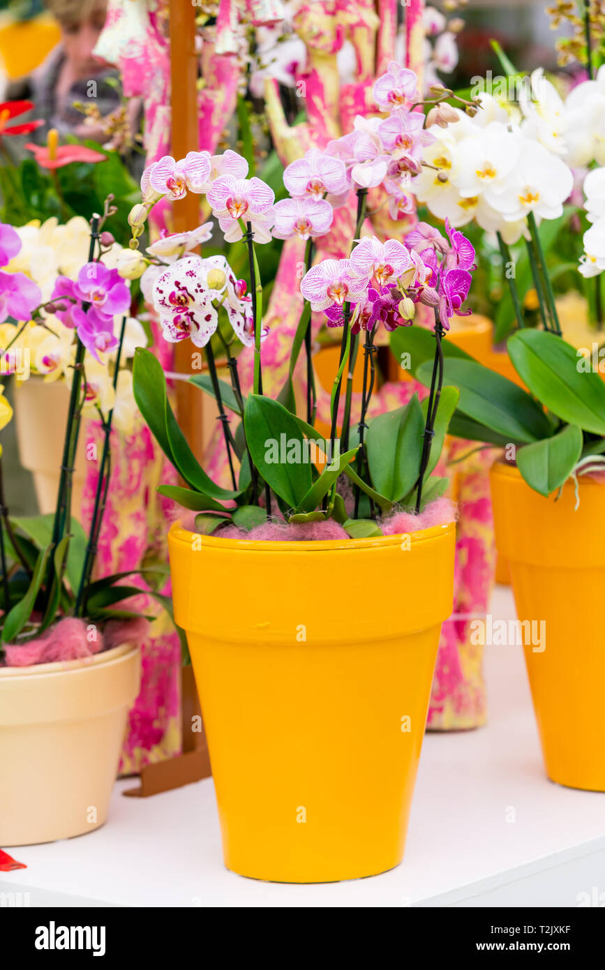 Orchidée fleur de jardin Banque D'Images