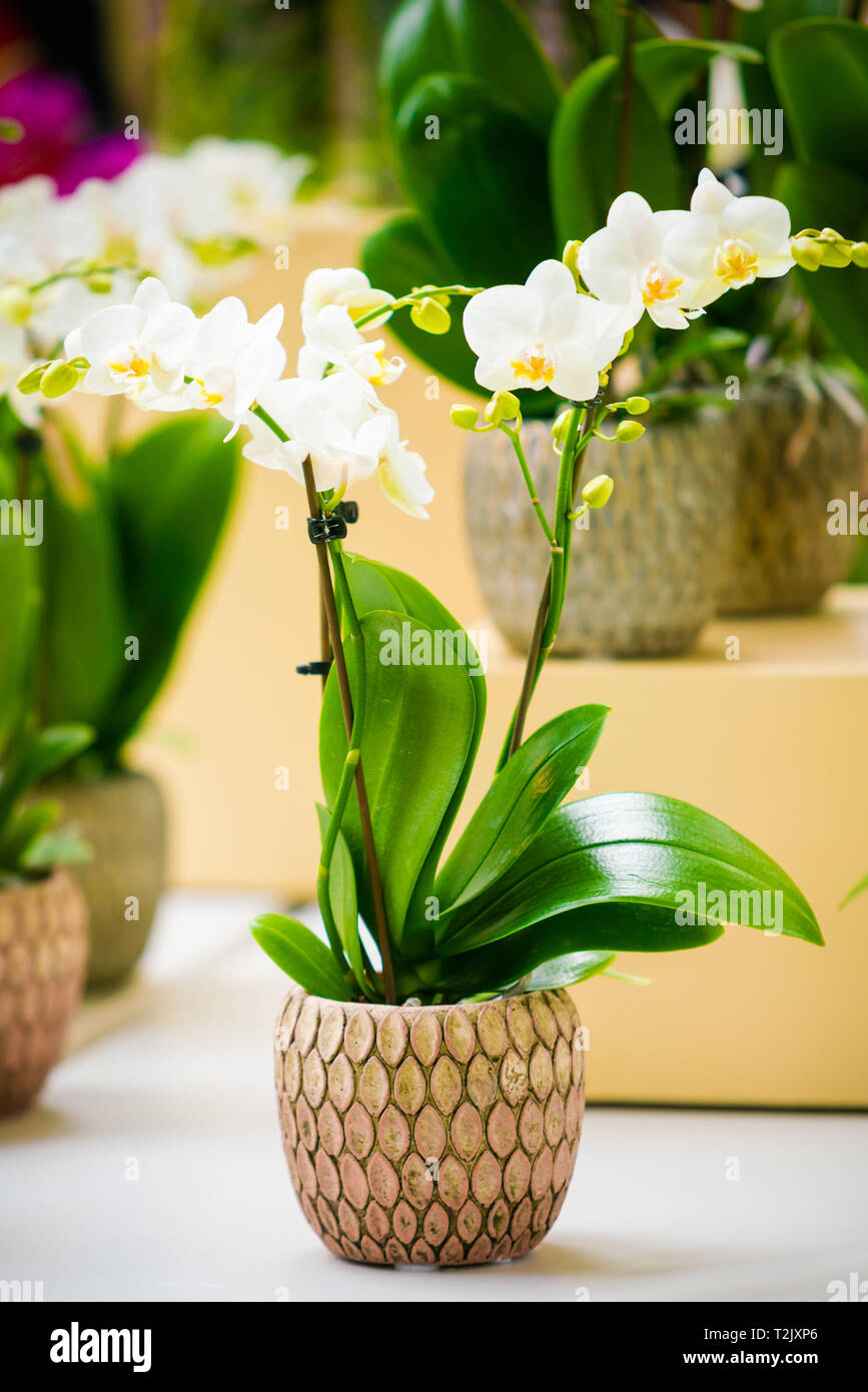 Orchidée fleur de jardin Banque D'Images