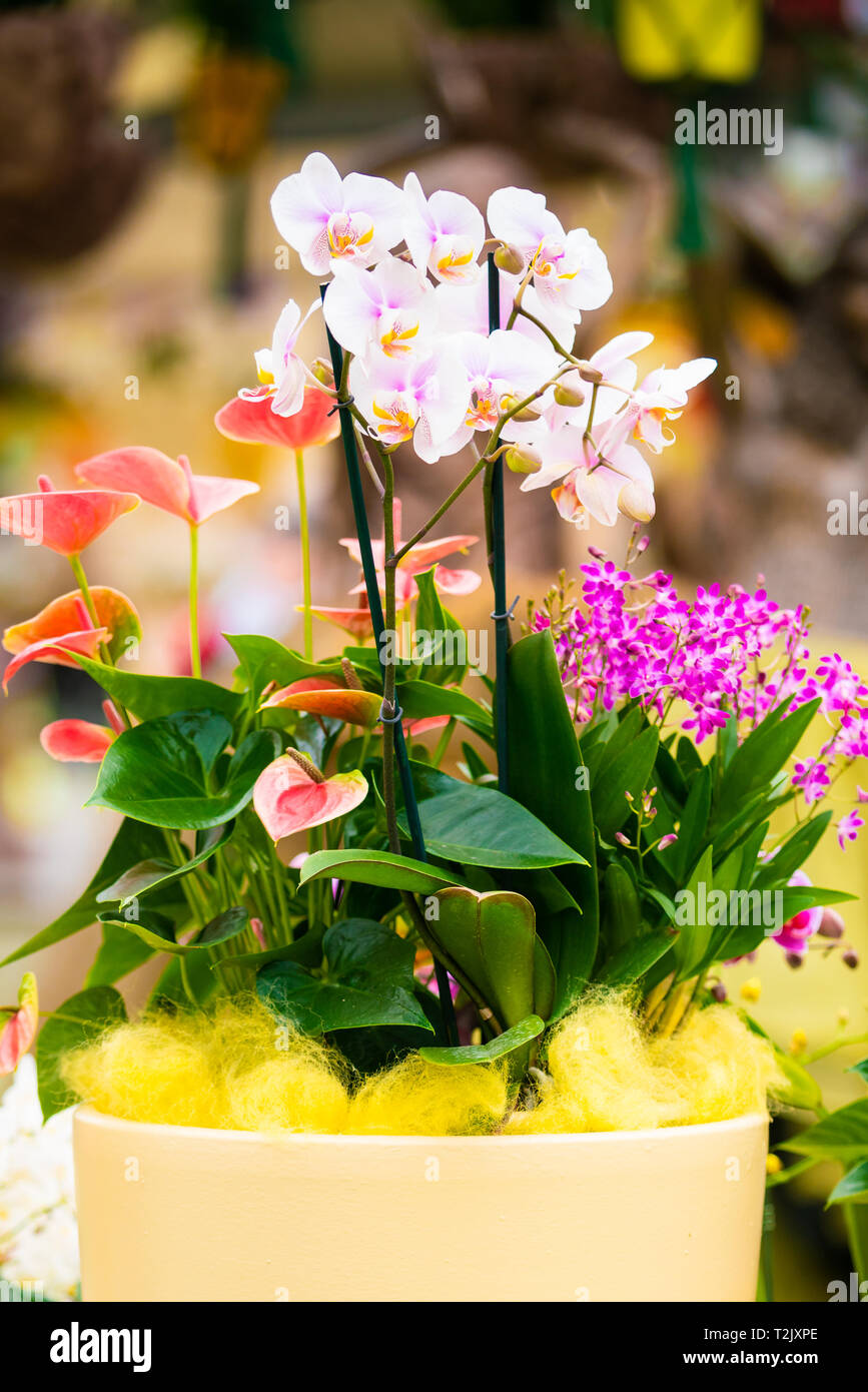 Belles fleurs en pots d'orchidées tropicales Banque D'Images