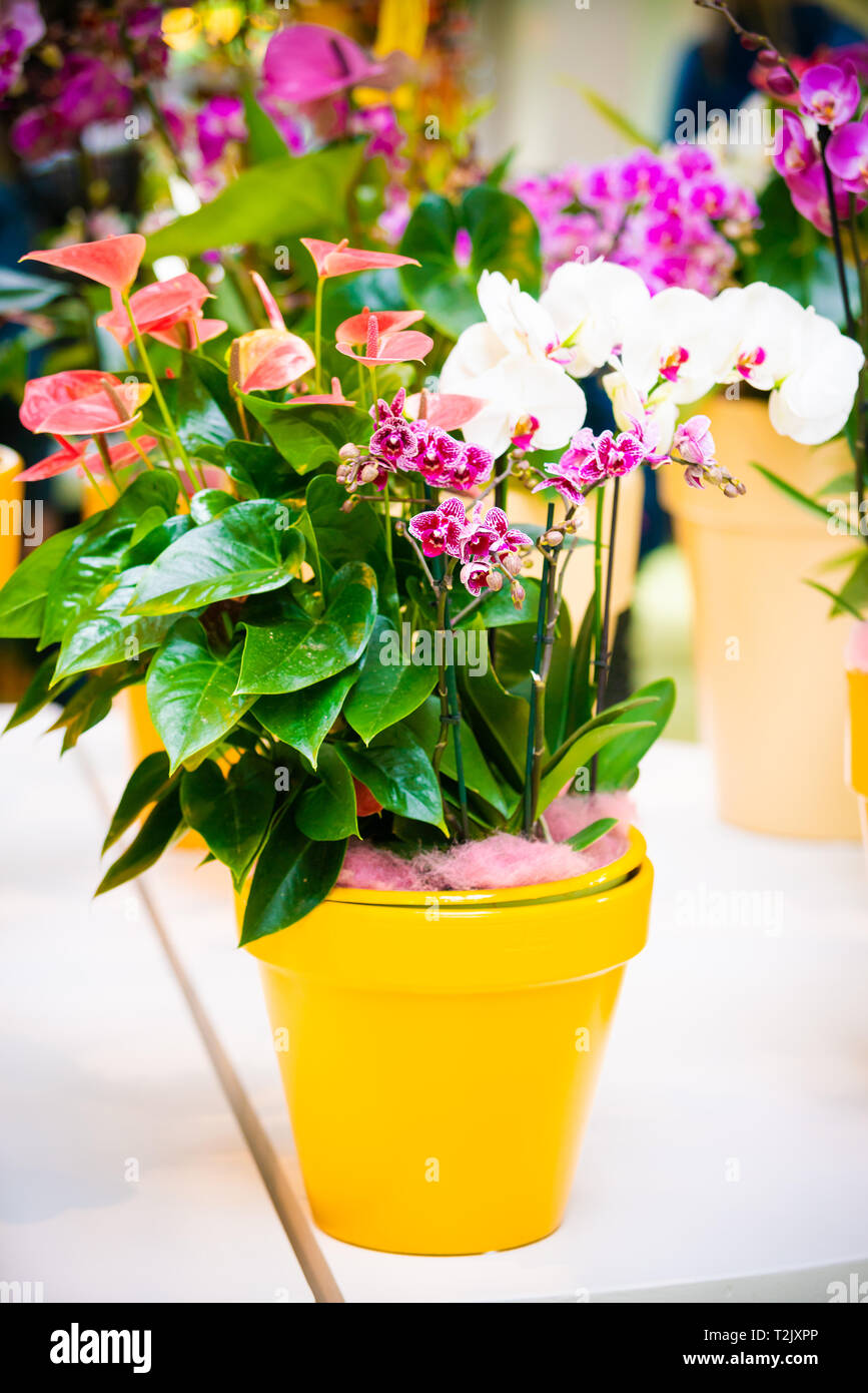 Belles fleurs en pots d'orchidées tropicales Banque D'Images