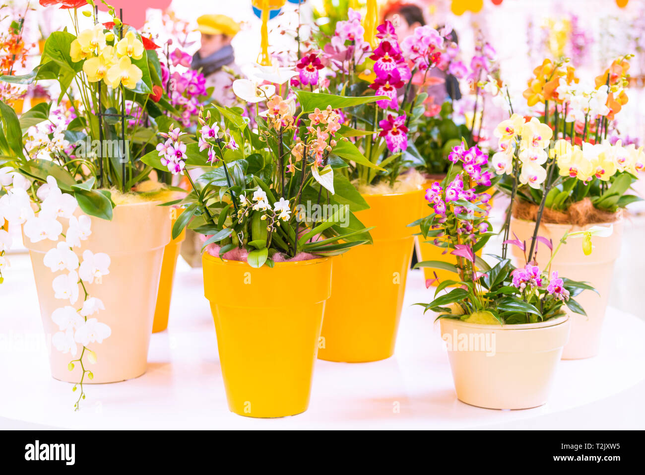 Belles fleurs en pots d'orchidées tropicales Banque D'Images