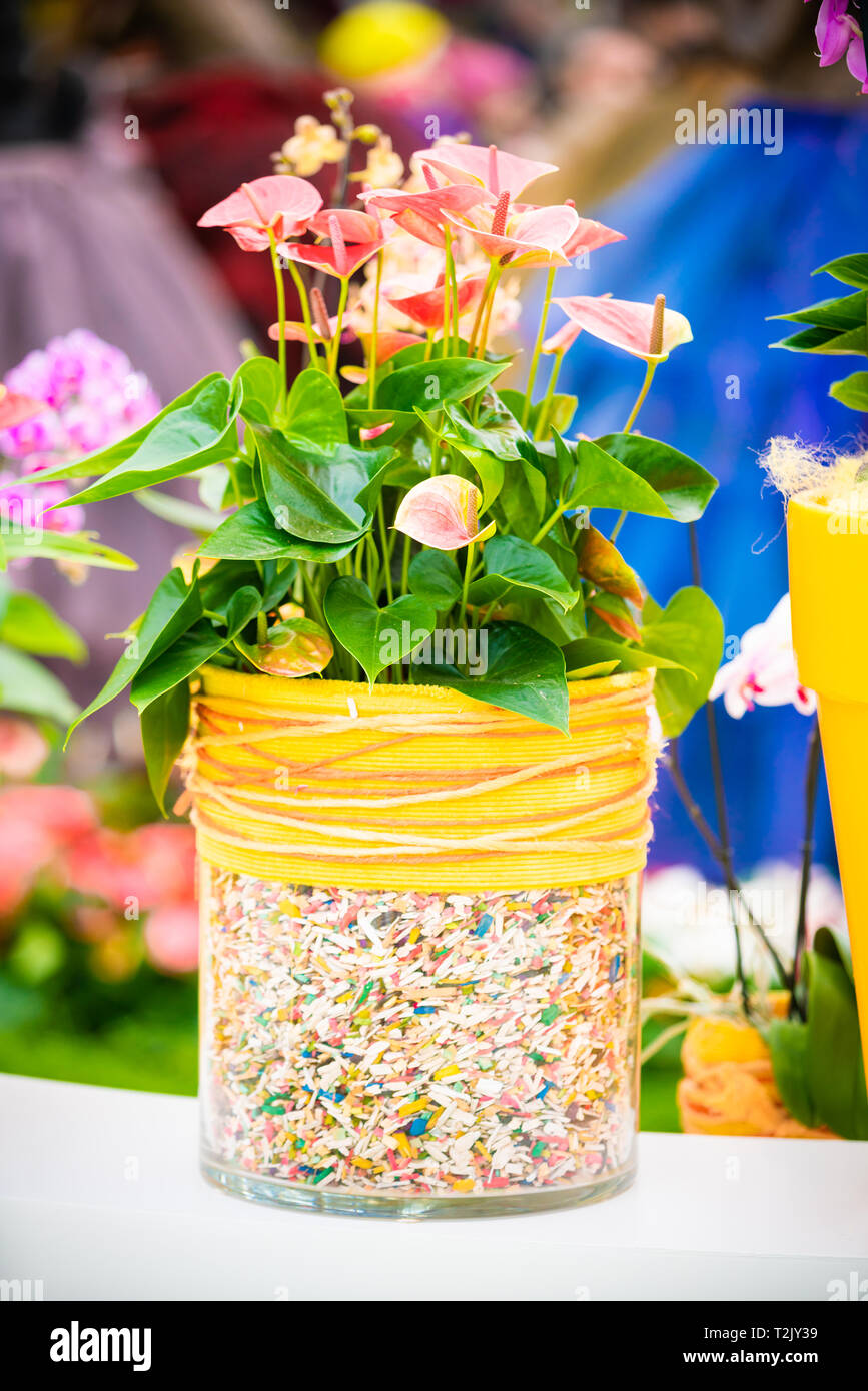 Orchidée fleur. Orchidée Phalaenopsis Banque D'Images