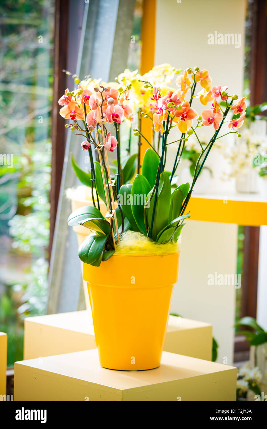 Orchidée fleur. Orchidée Phalaenopsis Banque D'Images