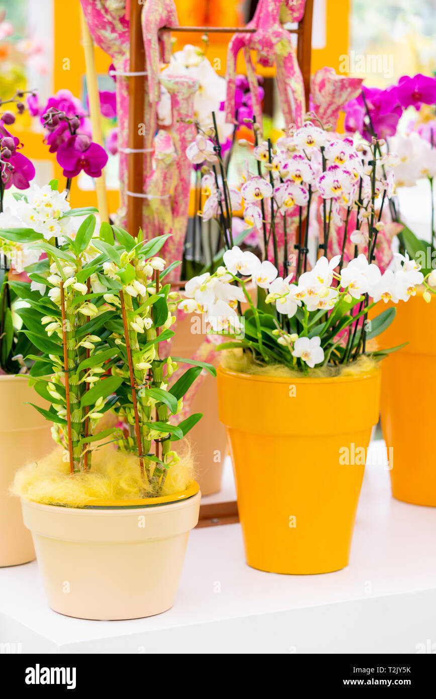 Belle Plante orchidée fleur Banque D'Images