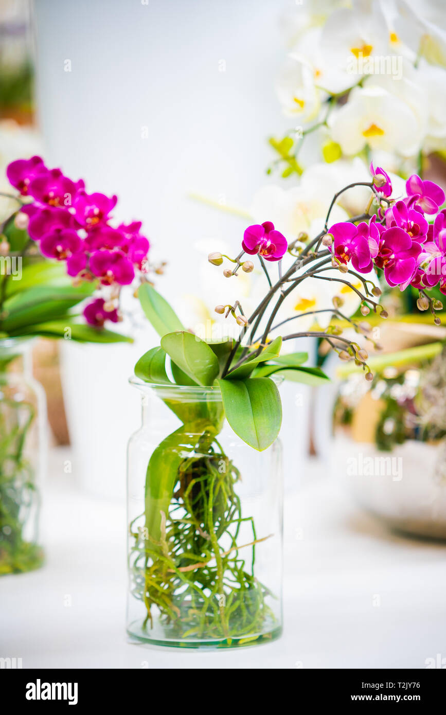 Belle Plante orchidée fleur Banque D'Images