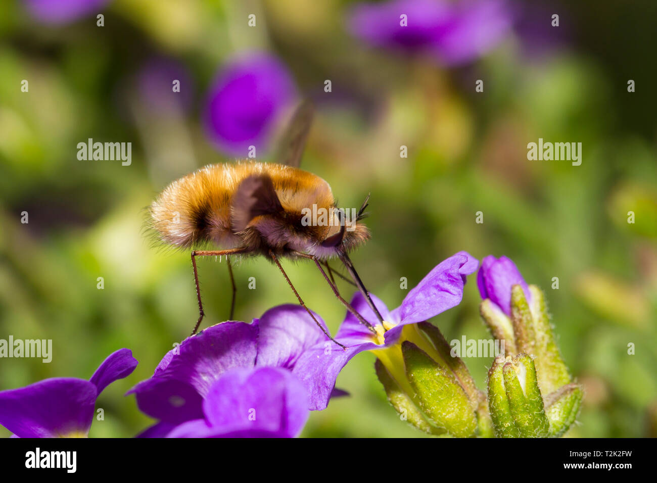 Grosser, Wollschweber Bombylius major, bee fly Banque D'Images