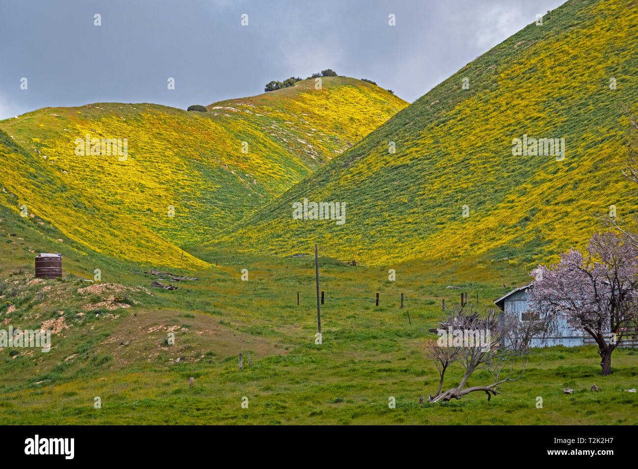 Super Bloom dans Carrizo Plain, Californie Banque D'Images