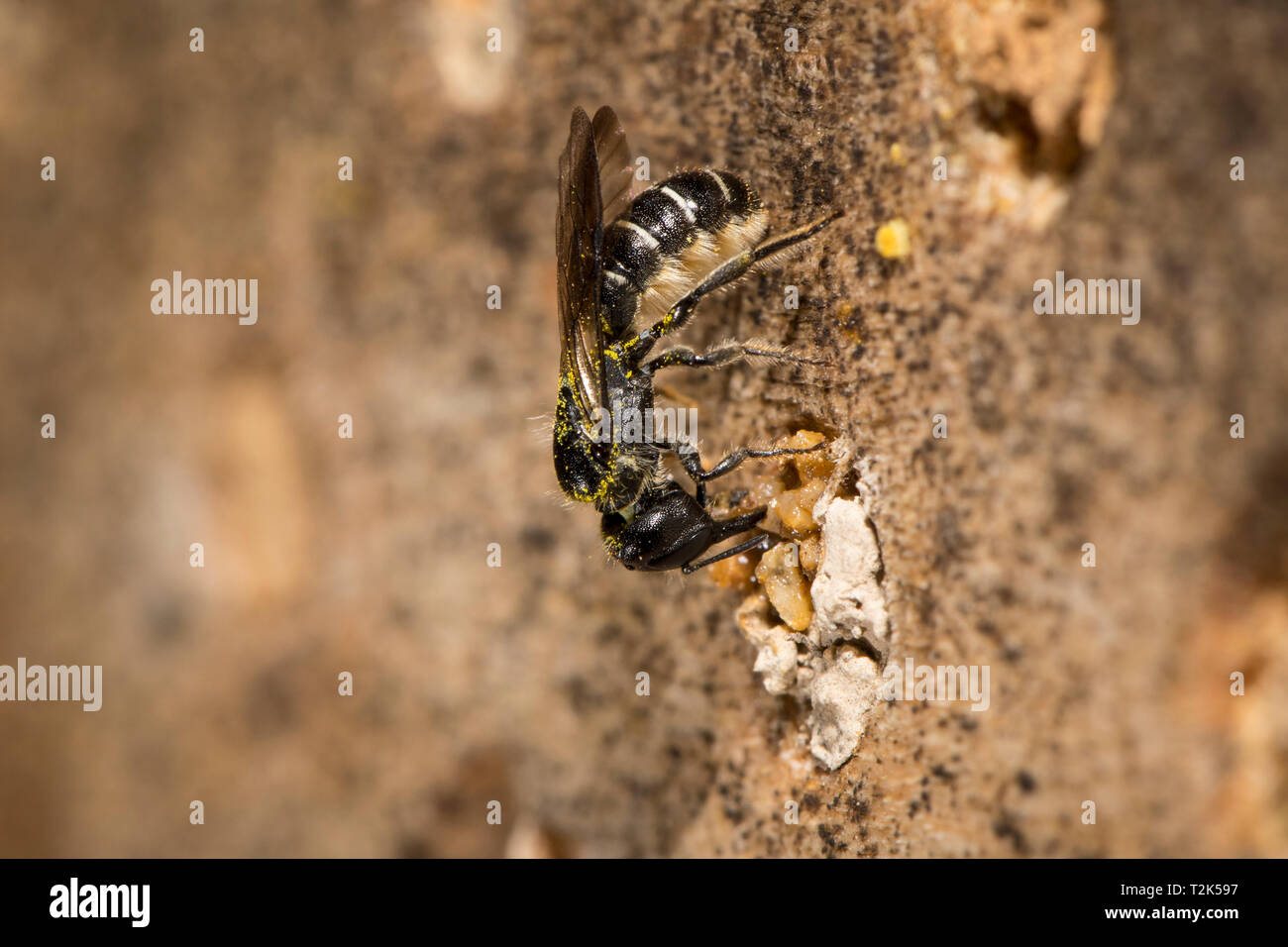 Chelostoma florisome Mauerbiene, abeilles, Banque D'Images
