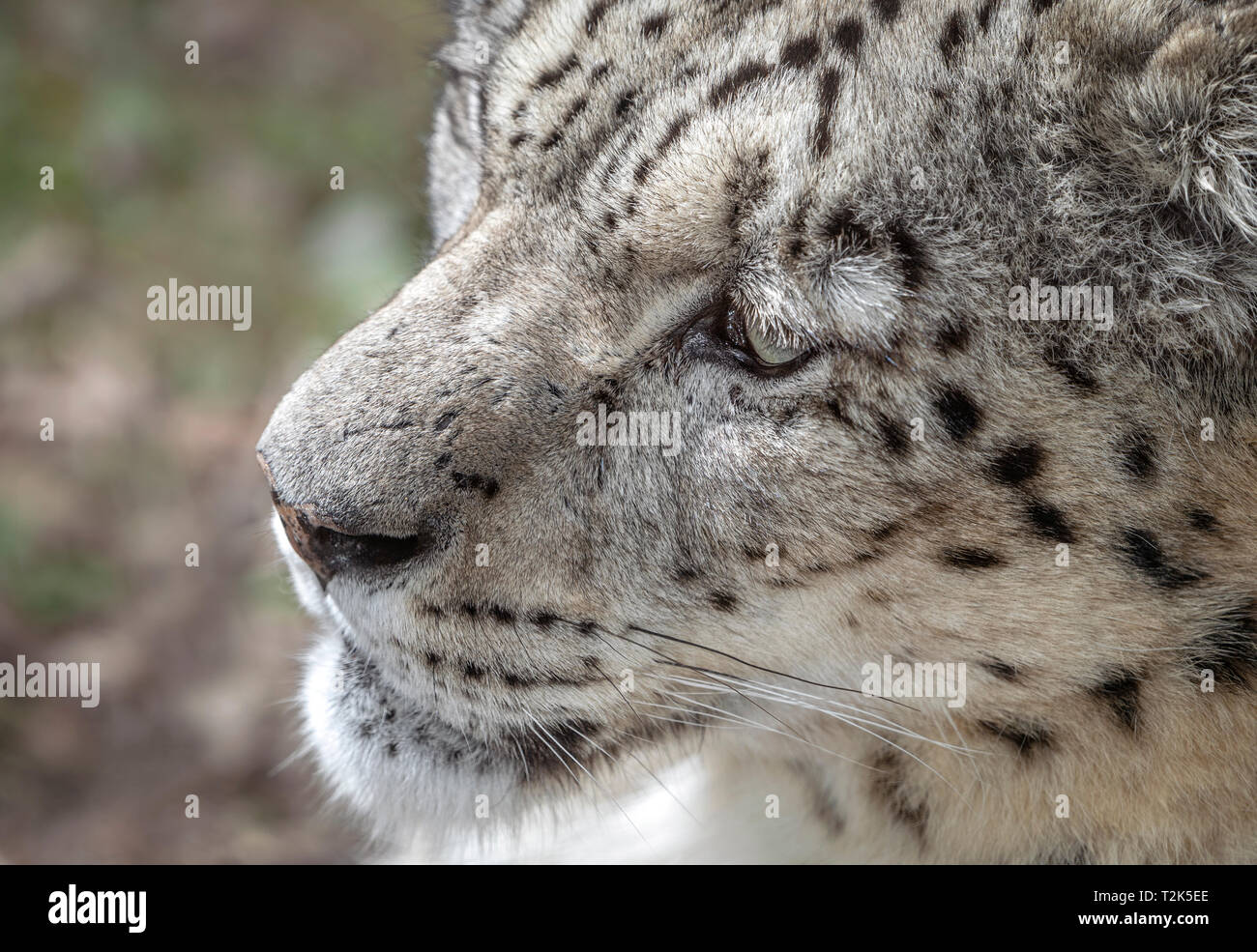 Homme snow leopard (head shot) Banque D'Images
