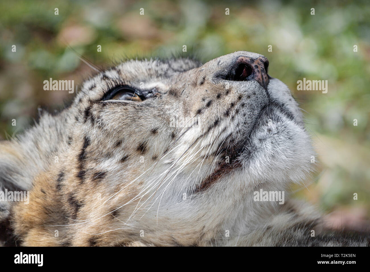 Homme snow leopard (head shot) Banque D'Images