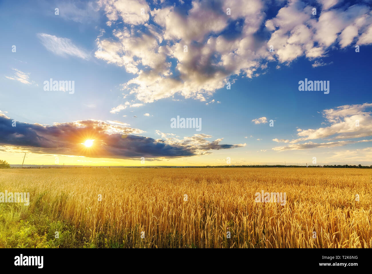Coucher du soleil au-dessus du champ de blé dans la campagne européenne Banque D'Images