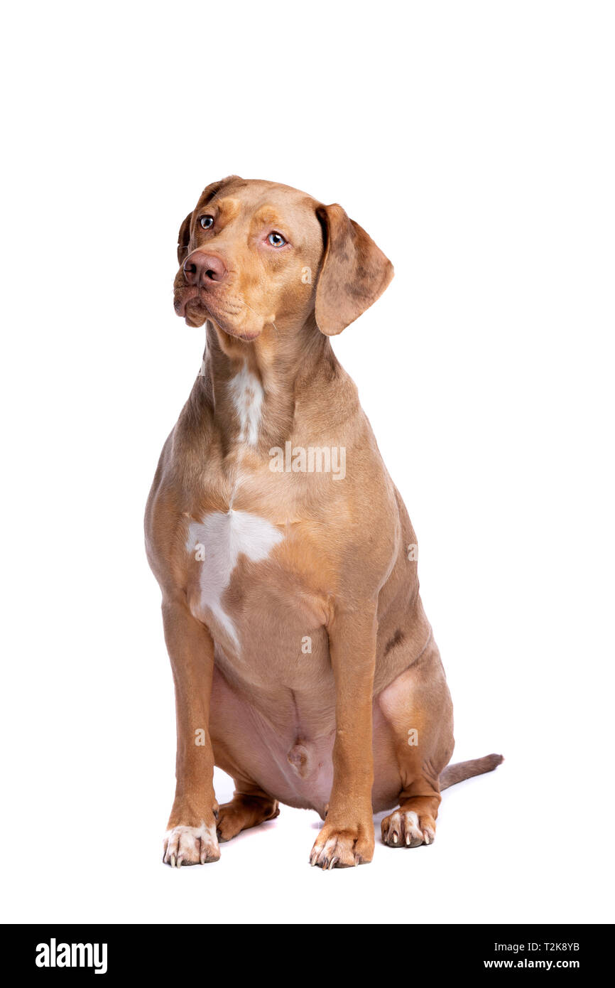 Merle rouge Louisiane Catahoula Leopard dog devant un fond blanc Banque D'Images