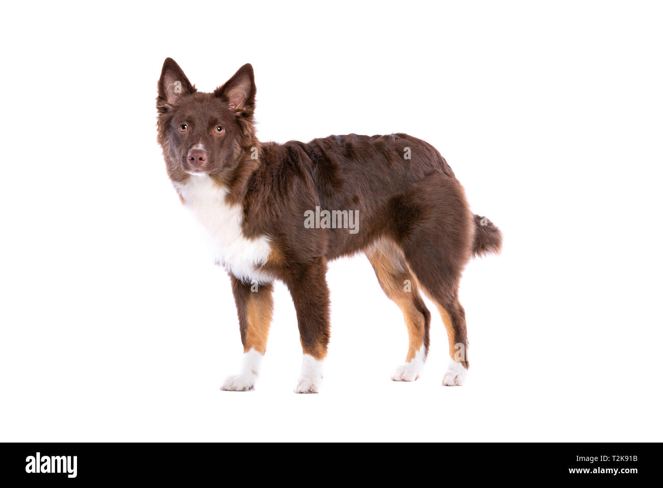 American miniature Shepherd Dog devant un fond blanc Banque D'Images