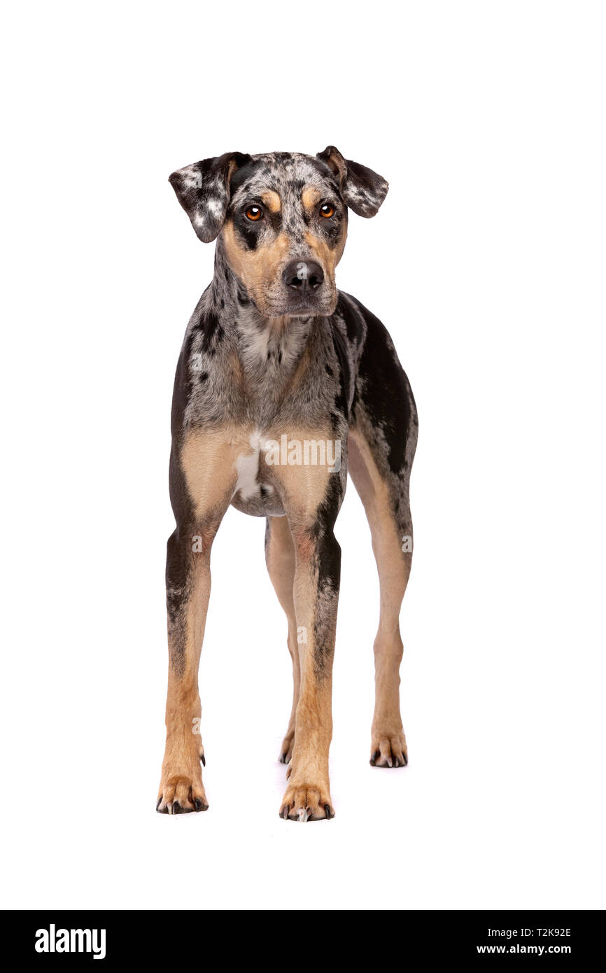 merle catahoula