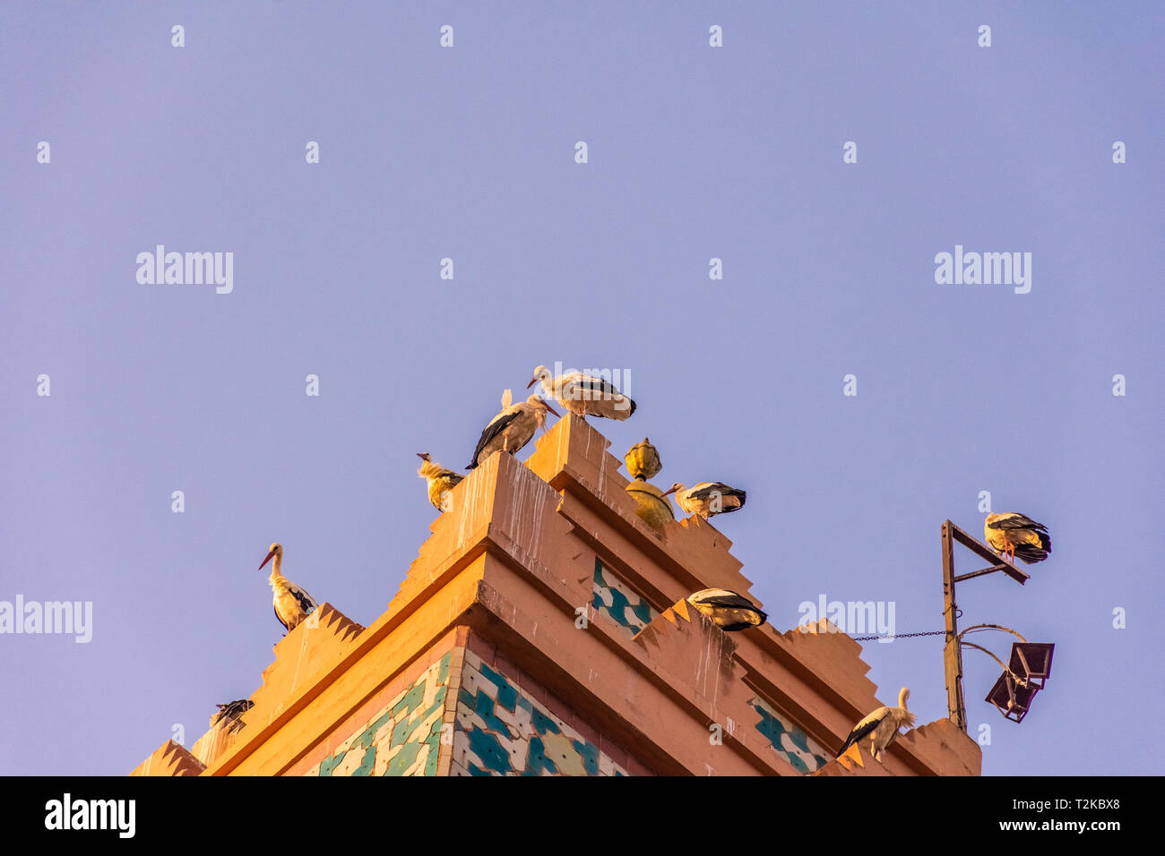 Un grand vol de cigognes dans le ciel de Marrakech, Maroc Banque D'Images