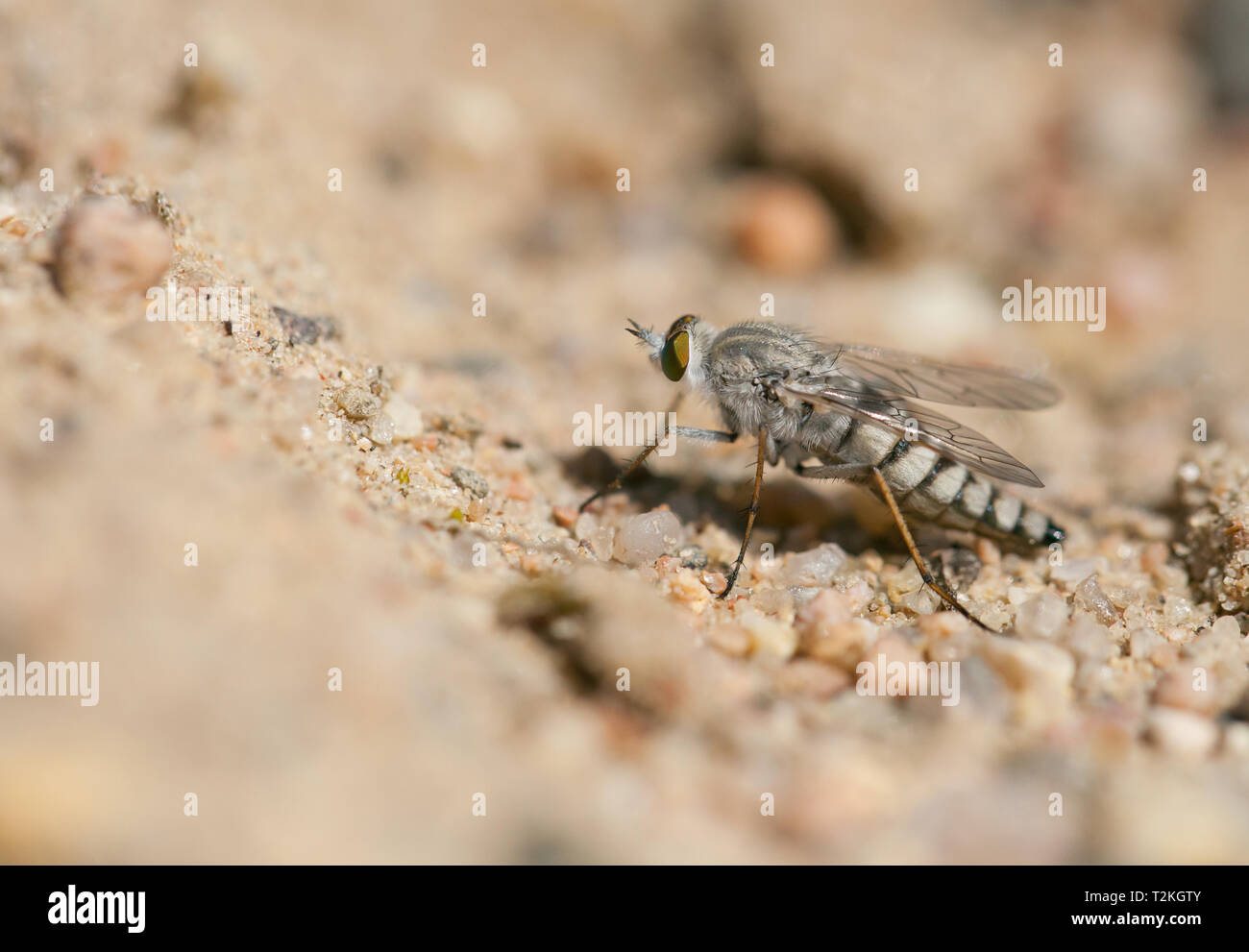 Stiletto fly Banque D'Images