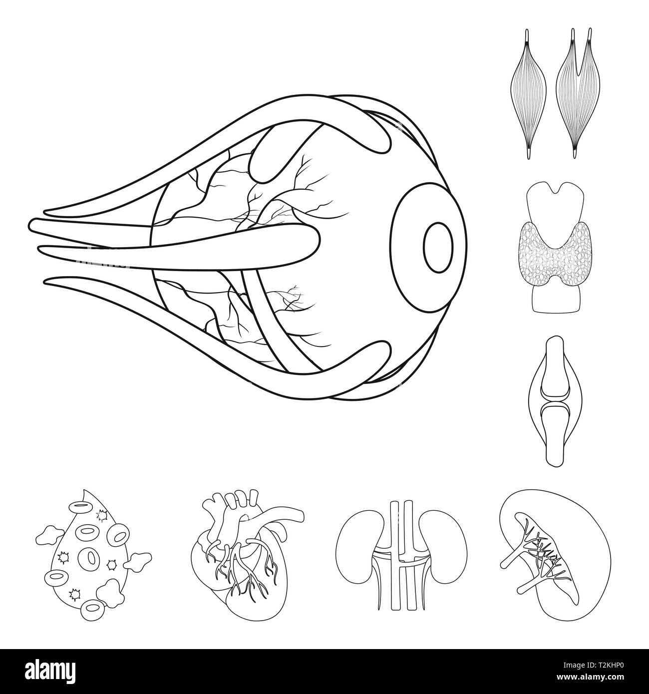 Muscle dorsal,oeil,os,sang,coeur,rein,oeil,,organes,moelle,plasma,tendon,cardiologie,structure,système urinaire,,don,orthopédique coronaire greffe,,vue,la douleur,la maladie,moelle,artère,pierres,,Protection,l'appareil locomoteur anatomie,organe interne,,médical,des,santé,biologie,scientifique,recherche,laboratoire,,set,icône,illustration,isolé,collection,design,élément,graphique,signe,ligne,plan,vecteurs vecteur , Illustration de Vecteur